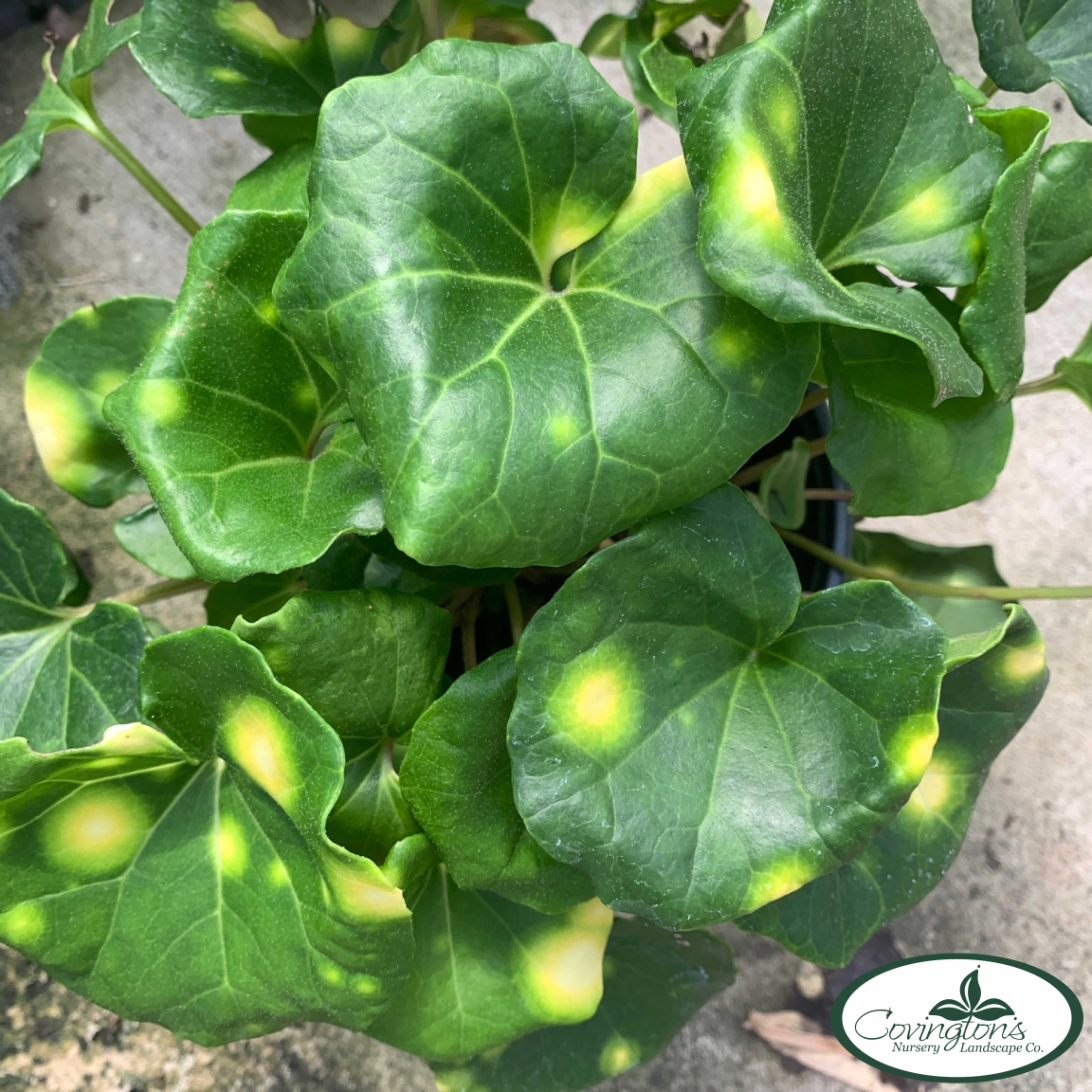 LEOPARD PLANT spotted – Covingtons