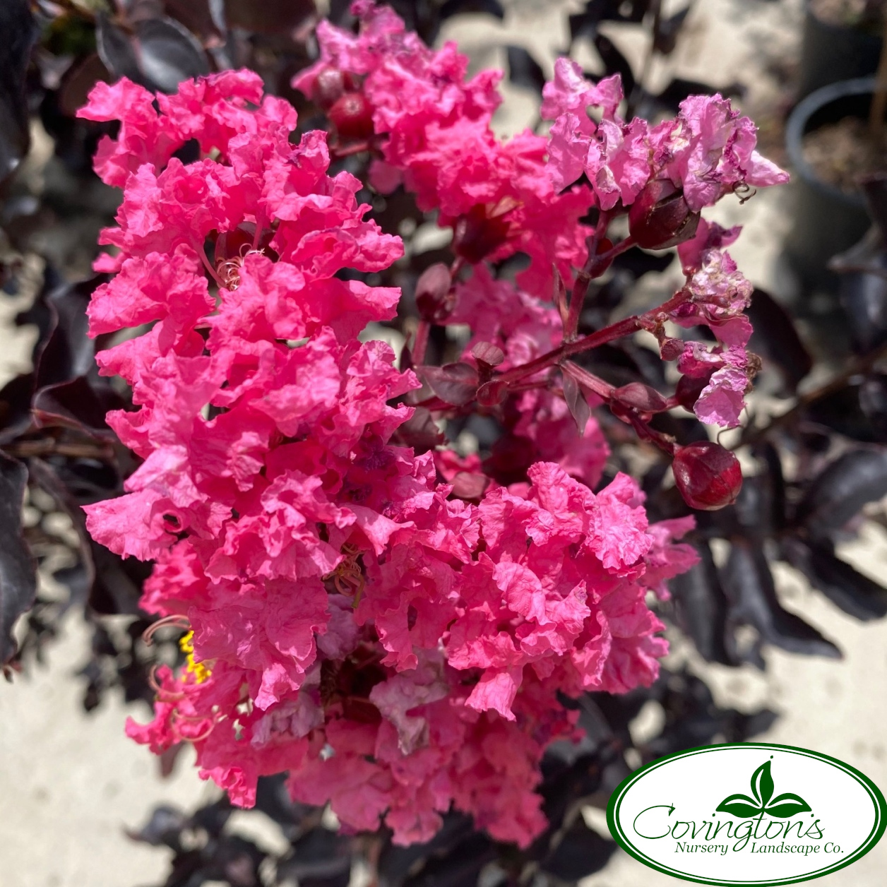 CRAPE black diamond shell pink Covingtons