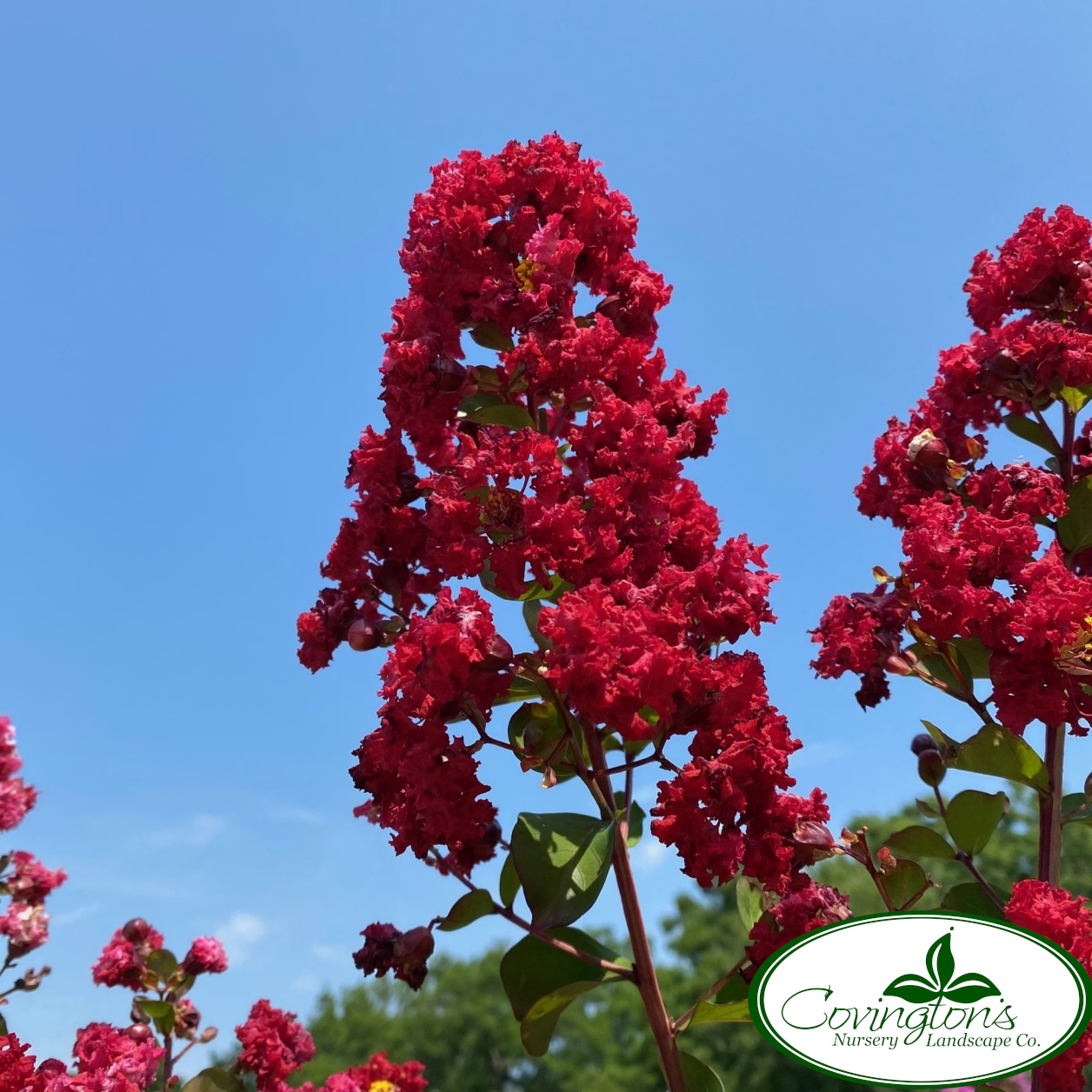 CRAPE MYRTLE dynamite® - Covingtons