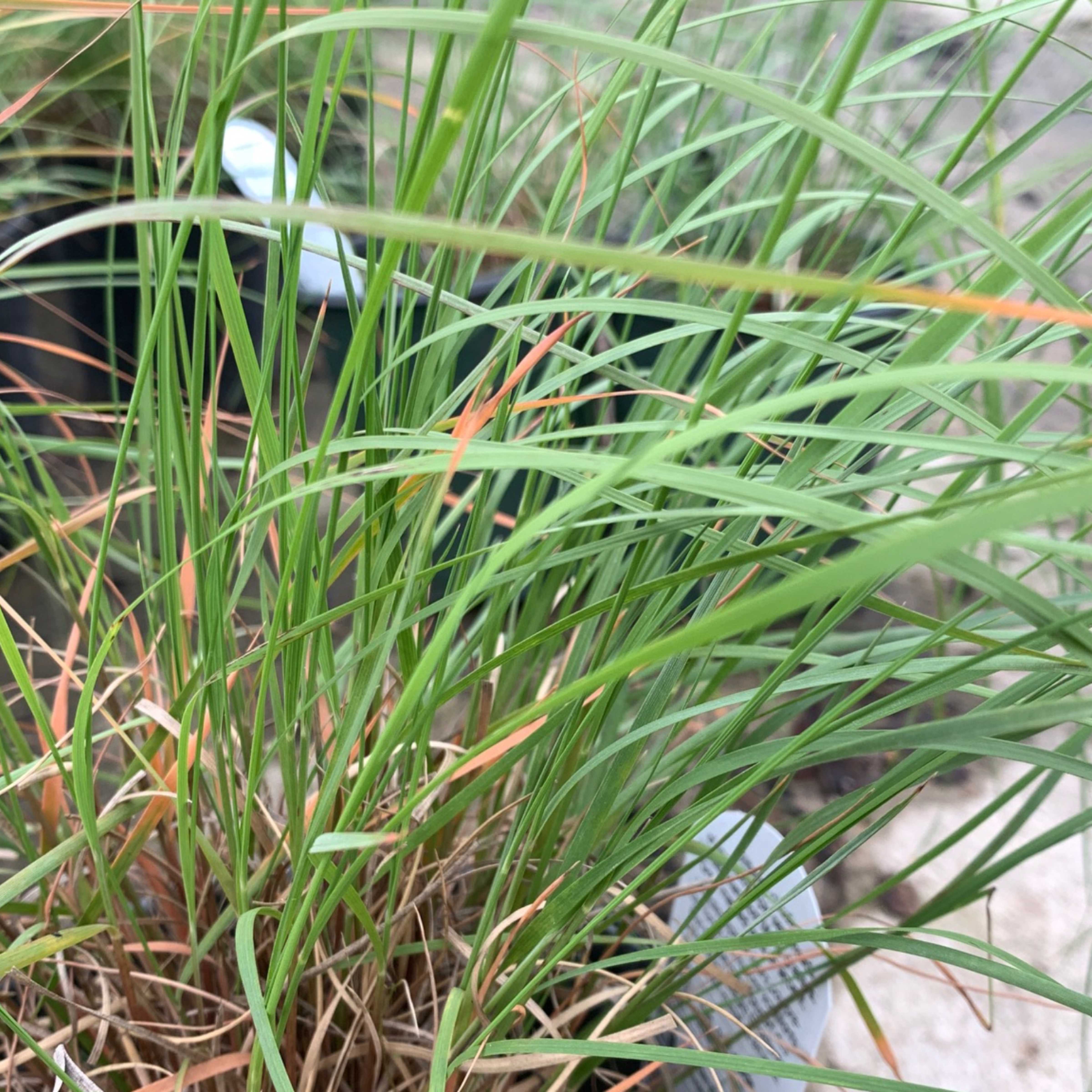 GRASS muhly undaunted ruby Covingtons
