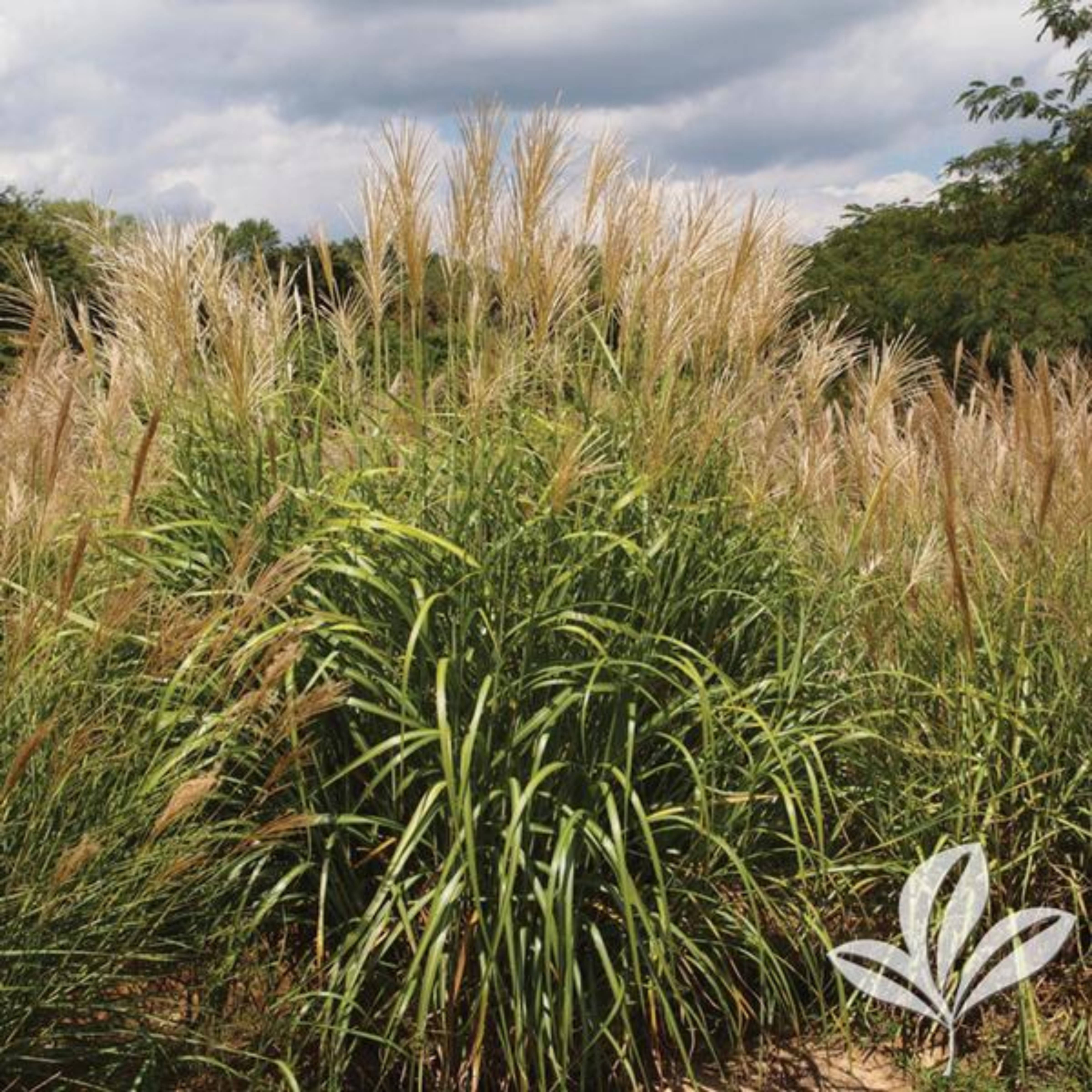 GRASS my fair maiden™ – Covingtons