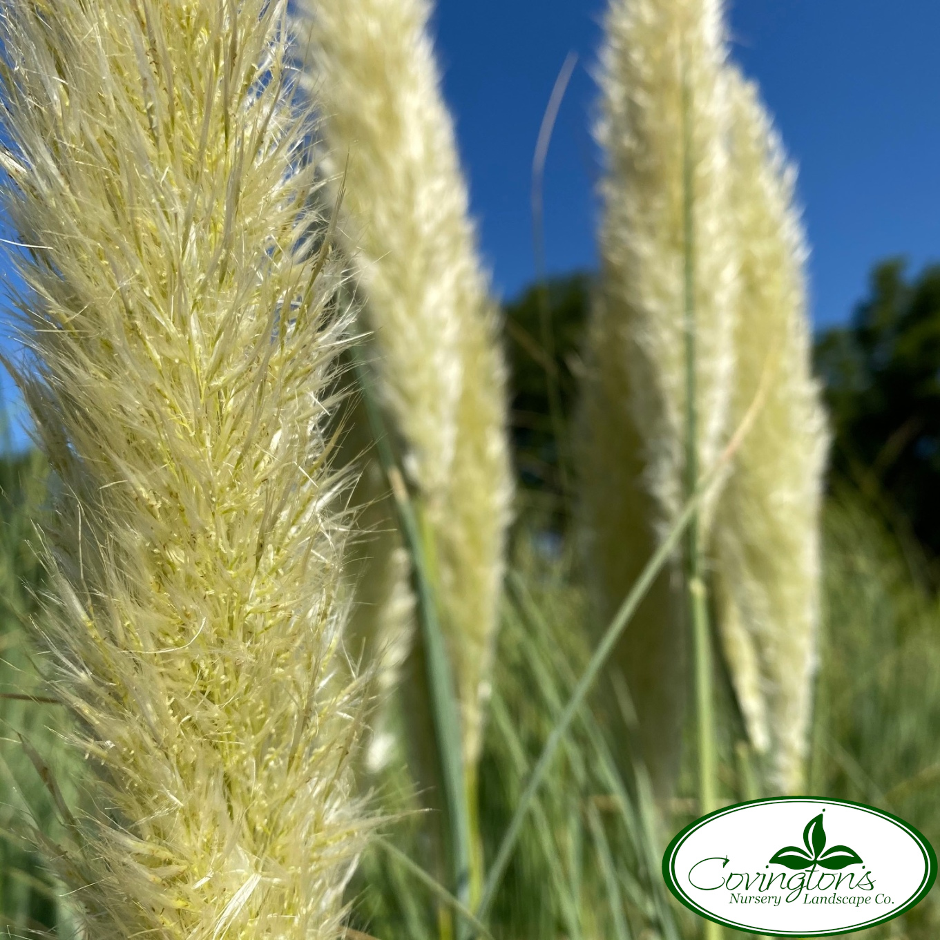 GRASS pampas blue bayou Covingtons