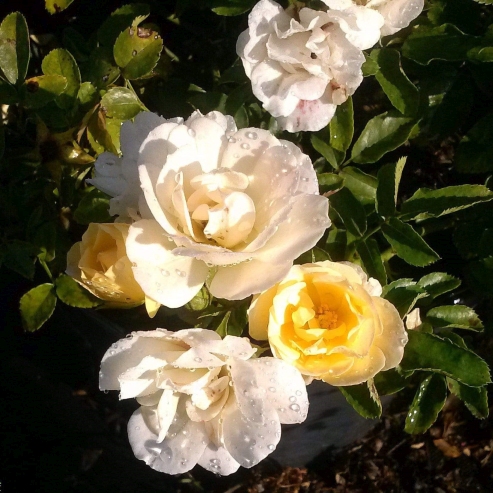 ROSE DRIFT® POPCORN – Covingtons