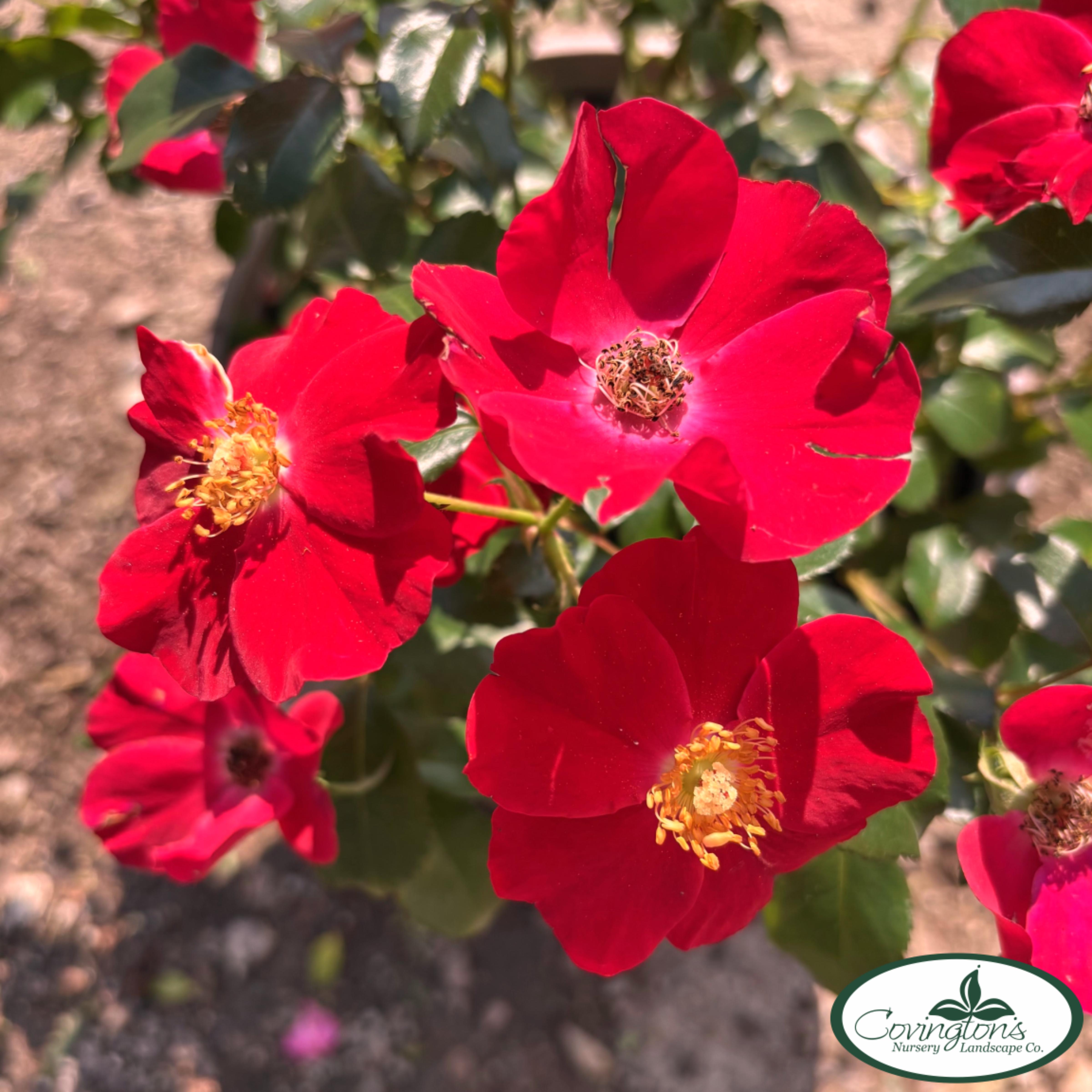 Scarlet Rambling Rose ROSE DRIFT® SCARLET – Covingtons