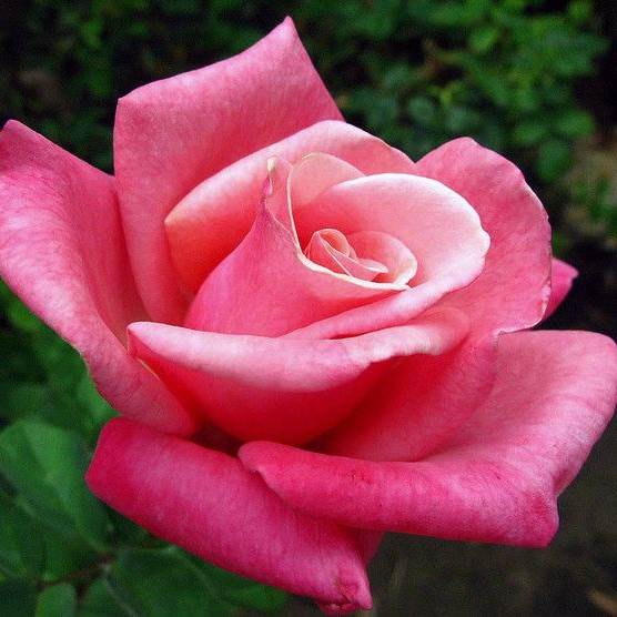 ROSE FIRST PRIZE – Covingtons