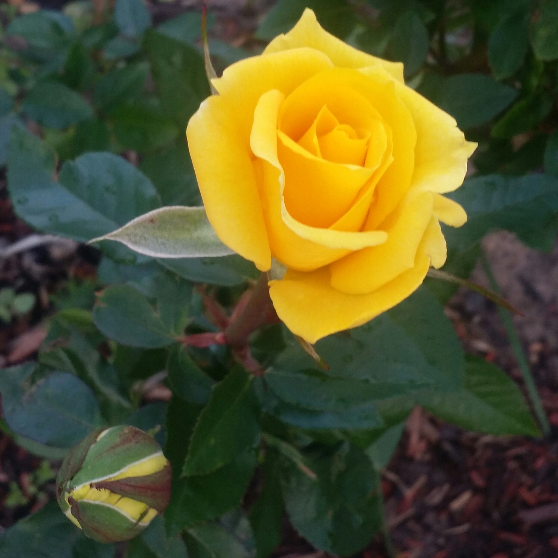 ROSE GRANDMA’S YELLOW Covingtons