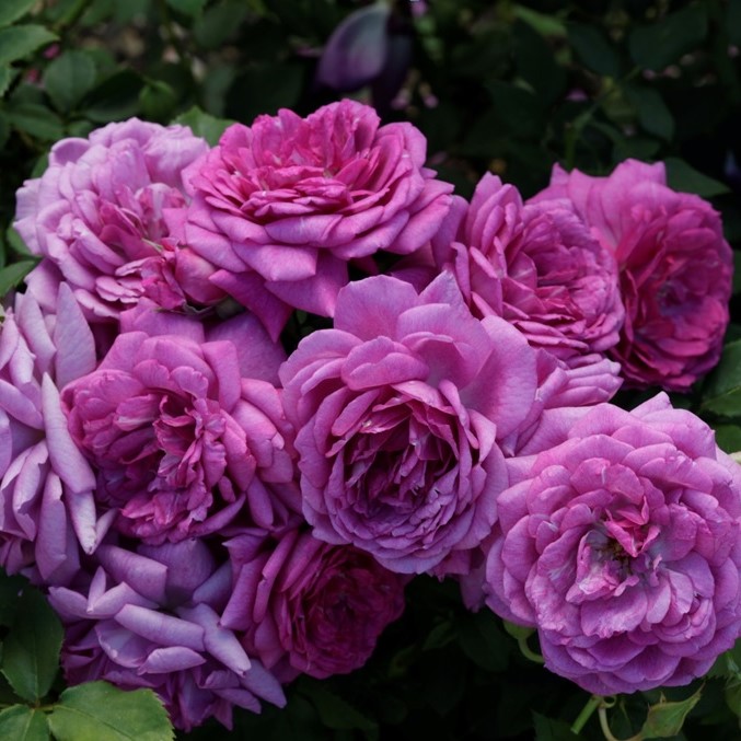 Litte Roses ROSE LIFE’S LITTLE PLEASURES® – Covingtons