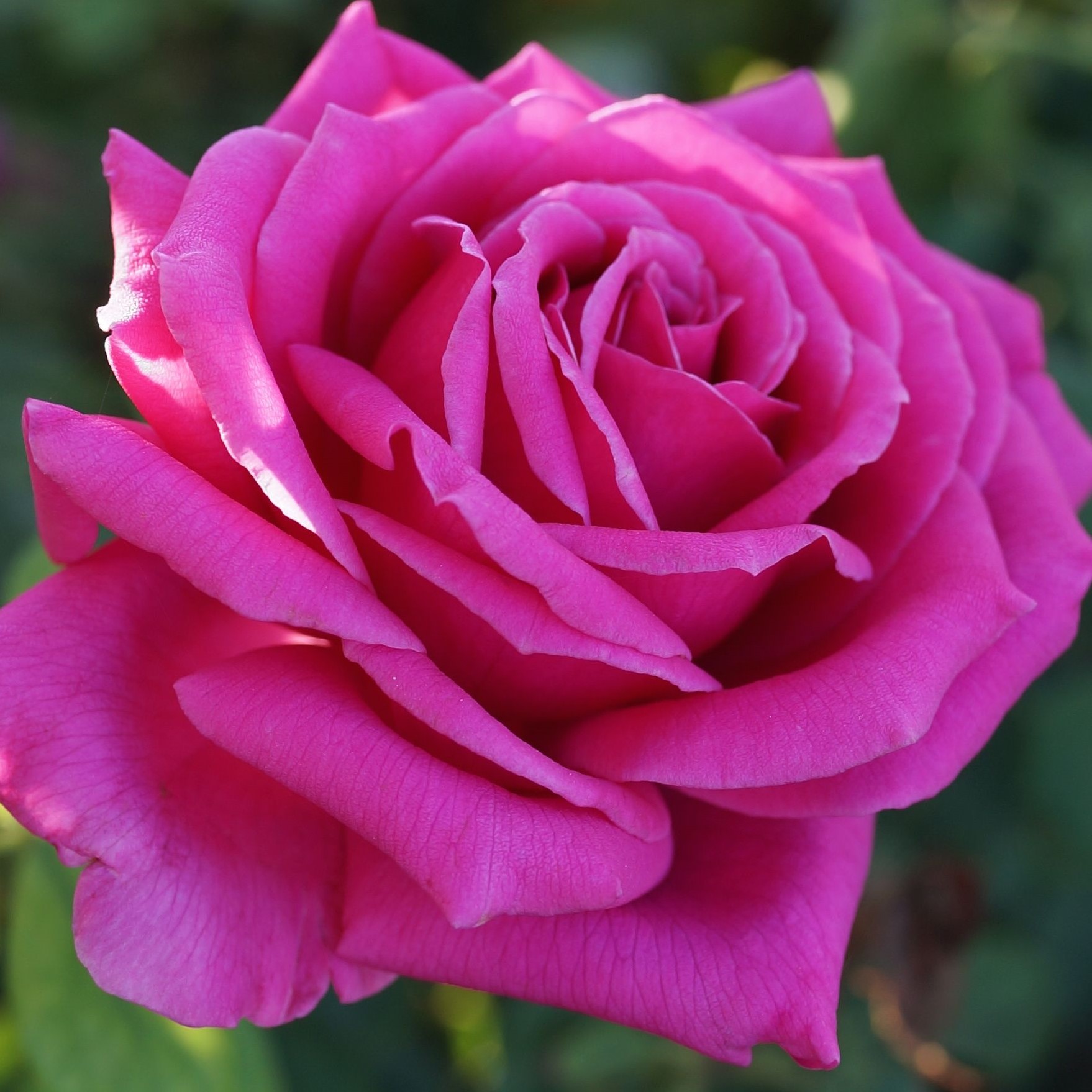 Rose Miranda Lambertâ â Covingtons