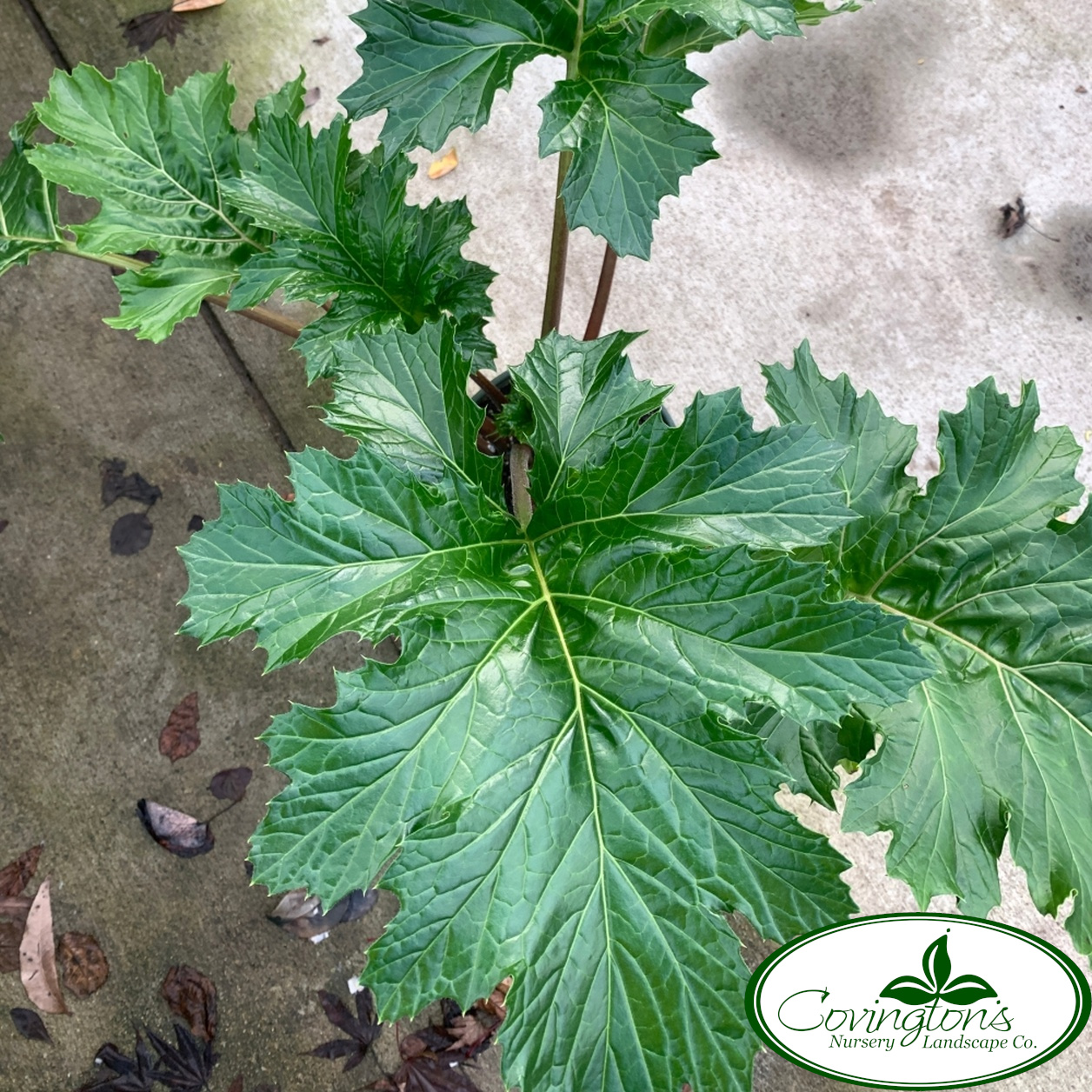 ACANTHUS oak leaf – Covingtons