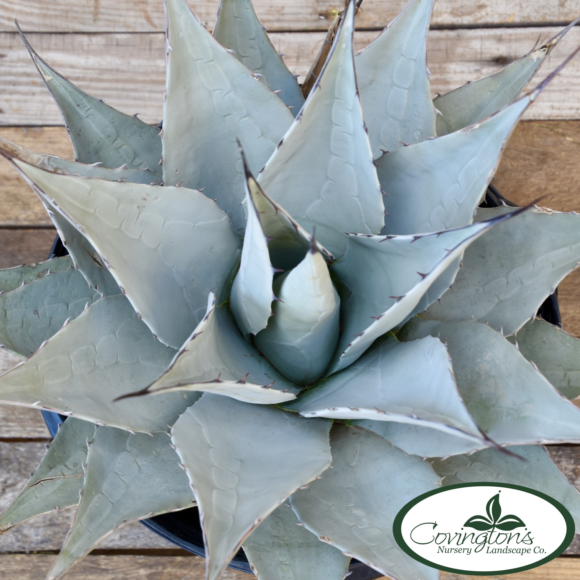 Agaves de Oaxaca – Venta de Maguey de Oaxaca