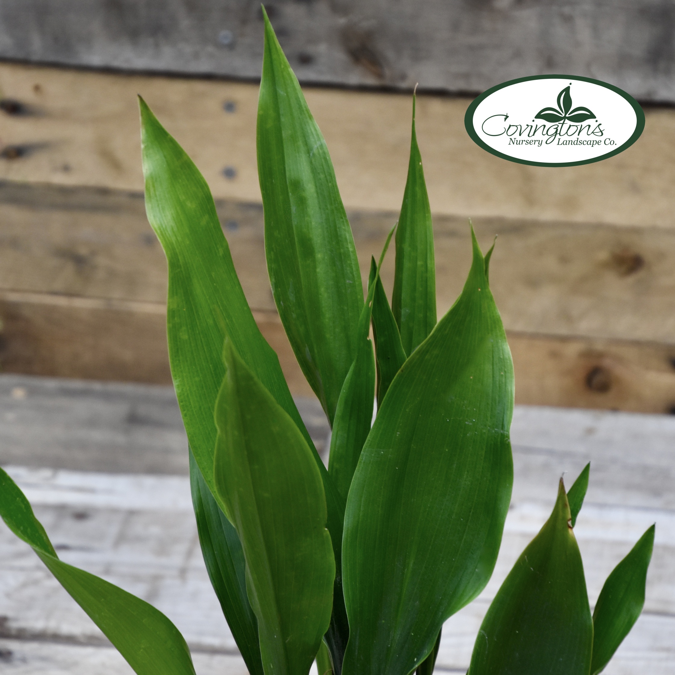 ASPIDISTRA dwarf tiny tank Covingtons