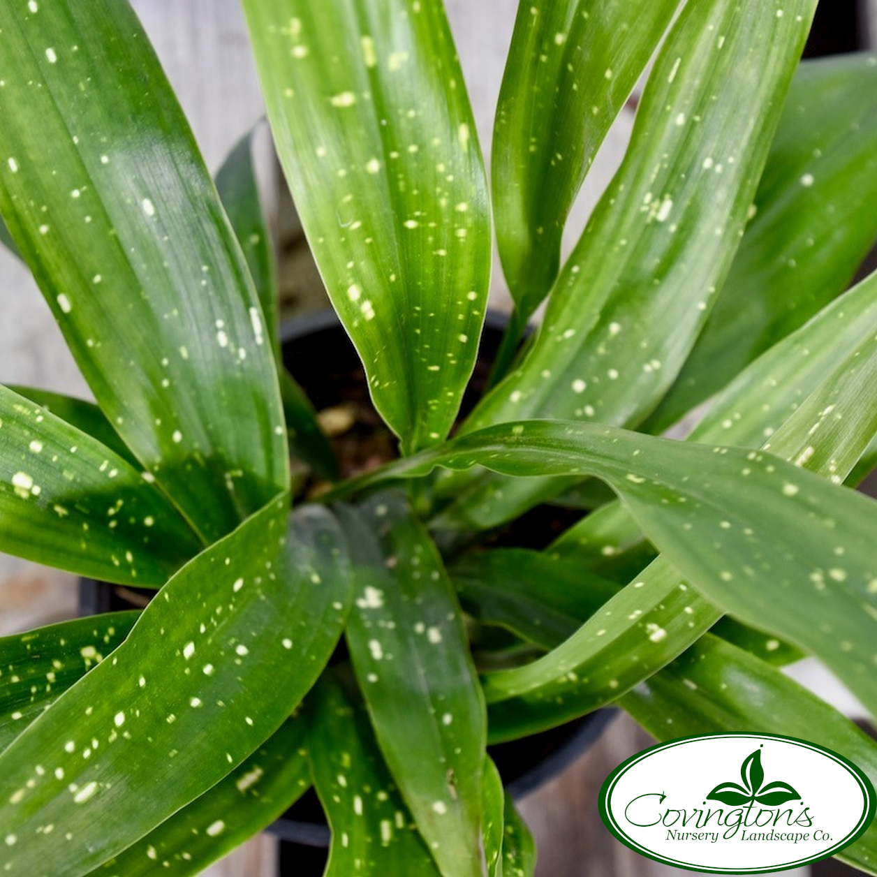 aspidistra-milky-way-covingtons