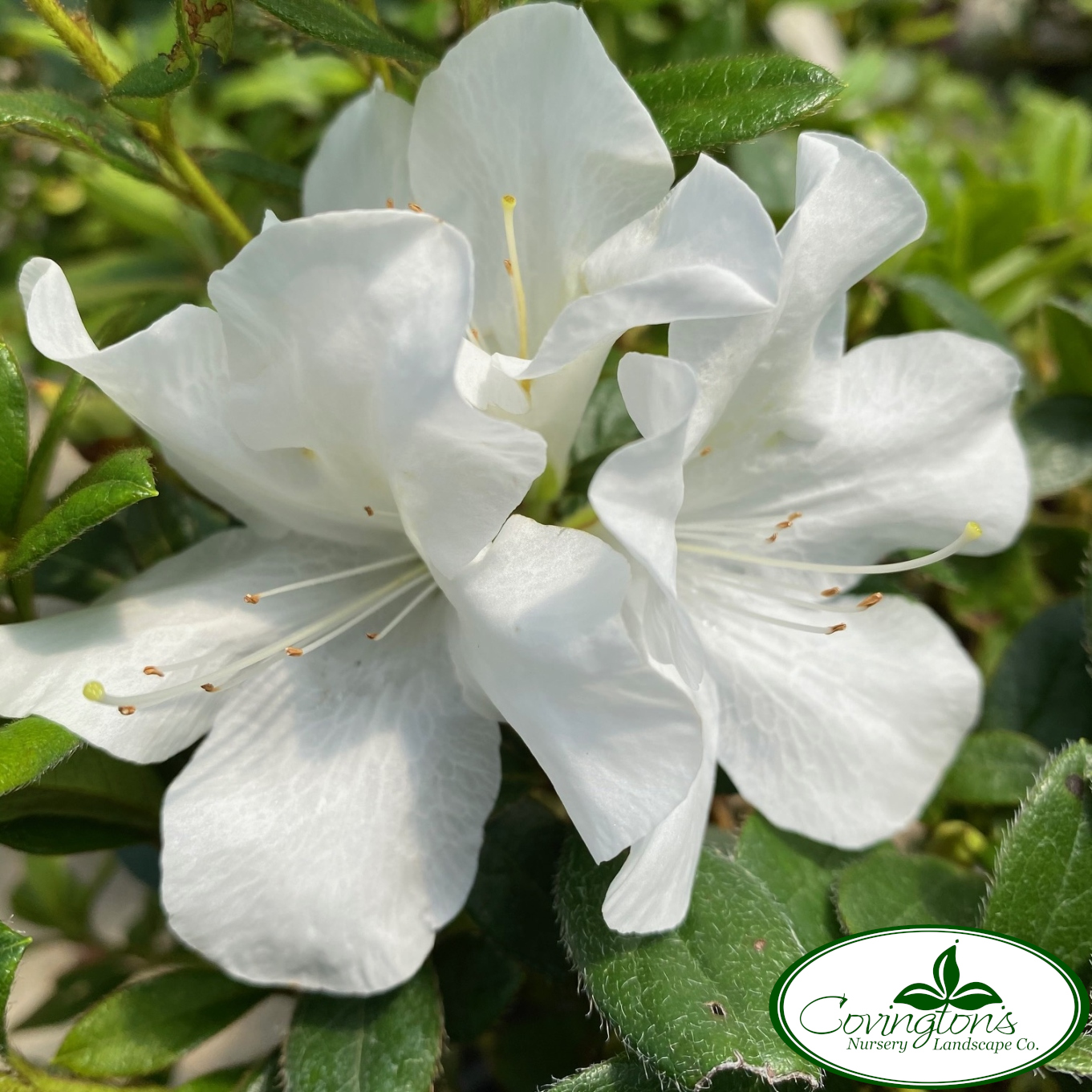 AZALEA ENCORE® ivory™ – Covingtons