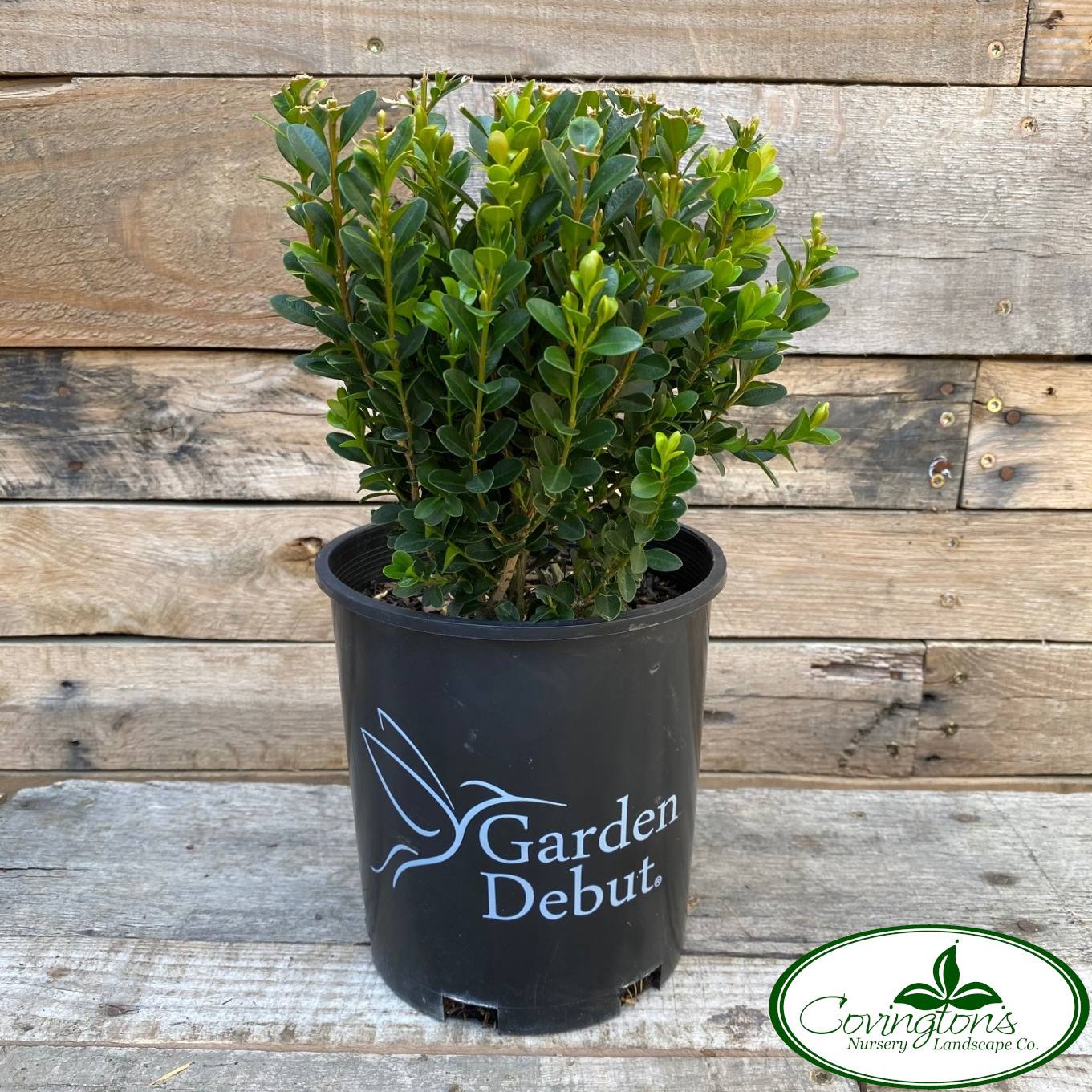 BOXWOOD baby jade – Covingtons