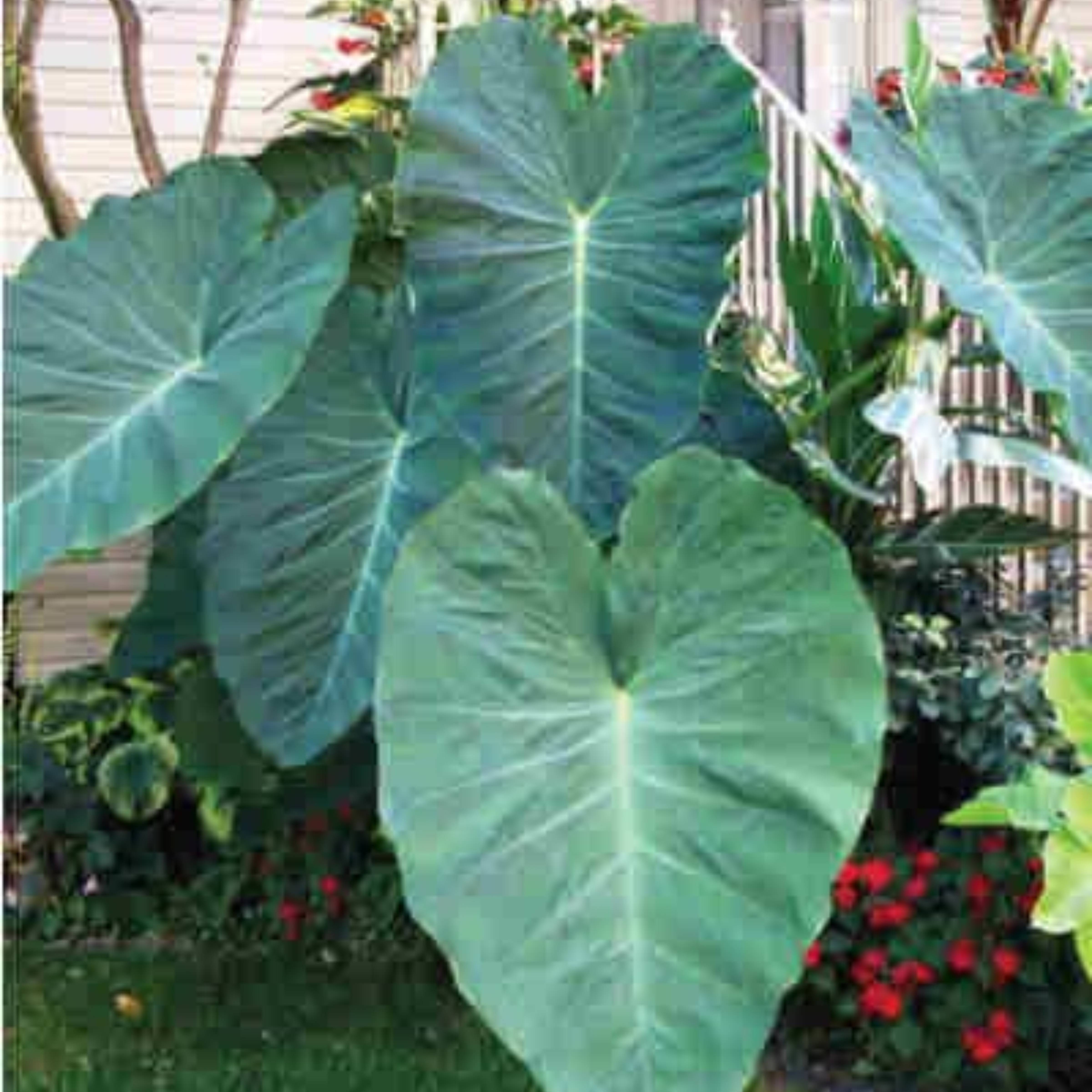 ELEPHANT EAR jack’s giant Covingtons