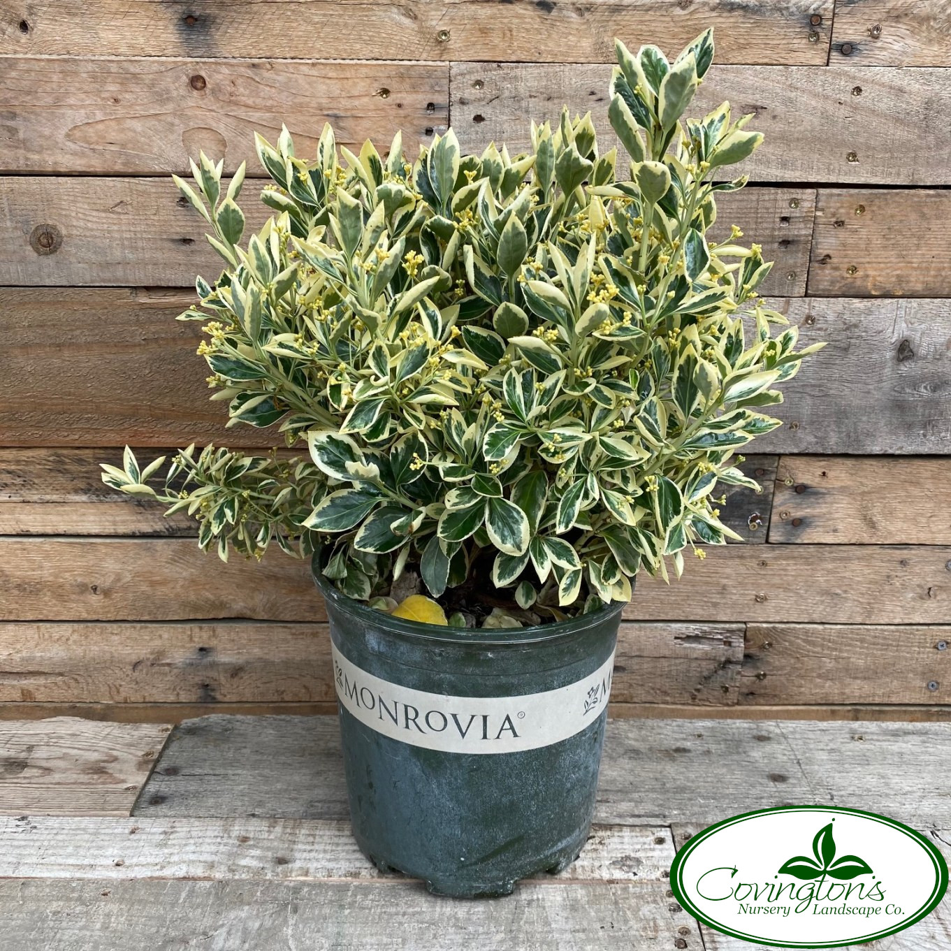 EUONYMUS silver king - Covingtons