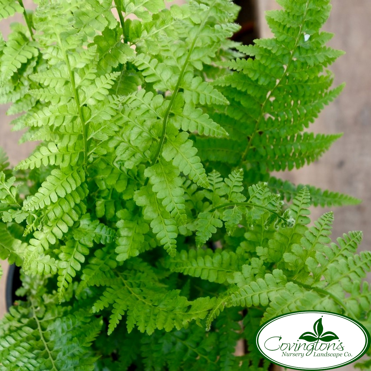 FERN lace – Covingtons