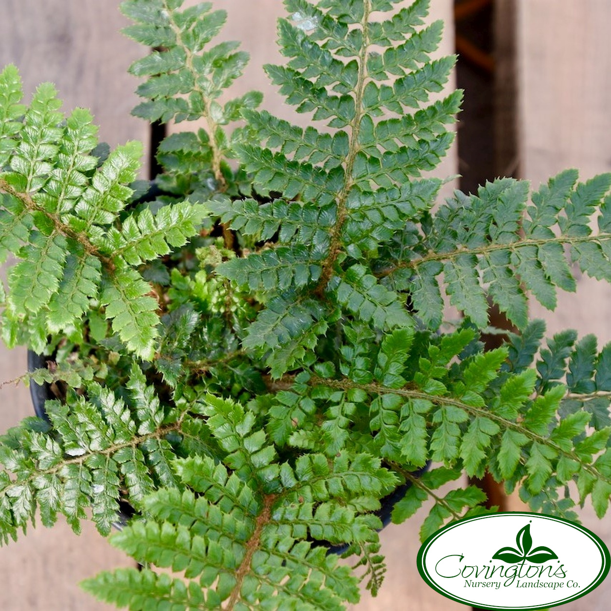 FERN tassel – Covingtons