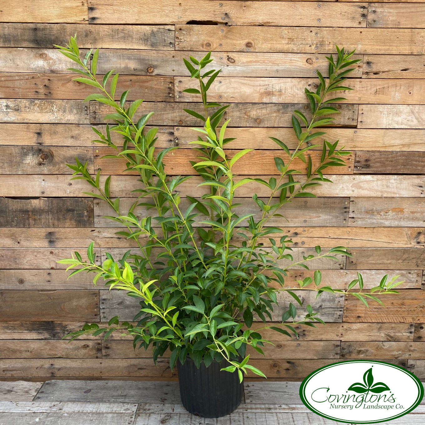 FORSYTHIA lynwood gold – Covingtons