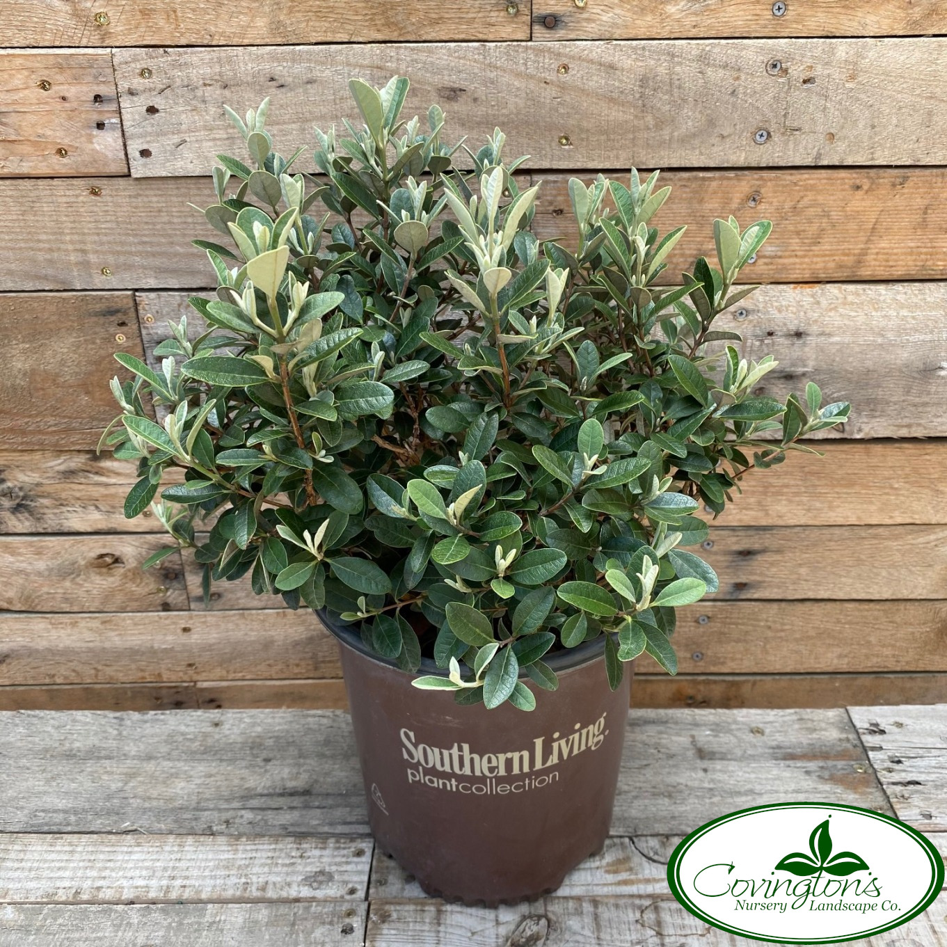 GUAVA pineapple bambina Covingtons