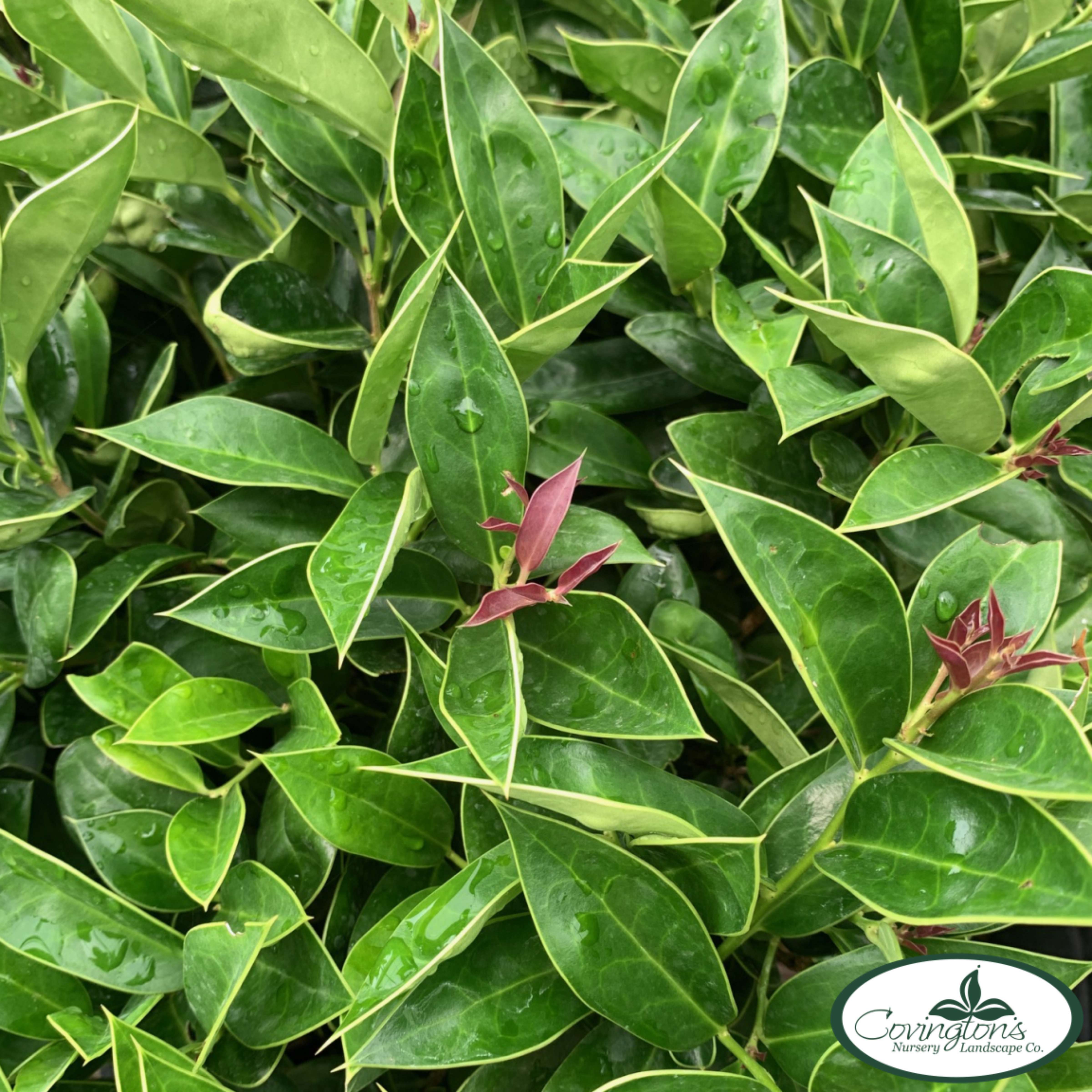 carissa pointed toe flat