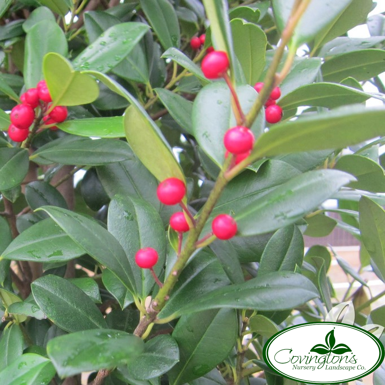 HOLLY east palatka Covingtons