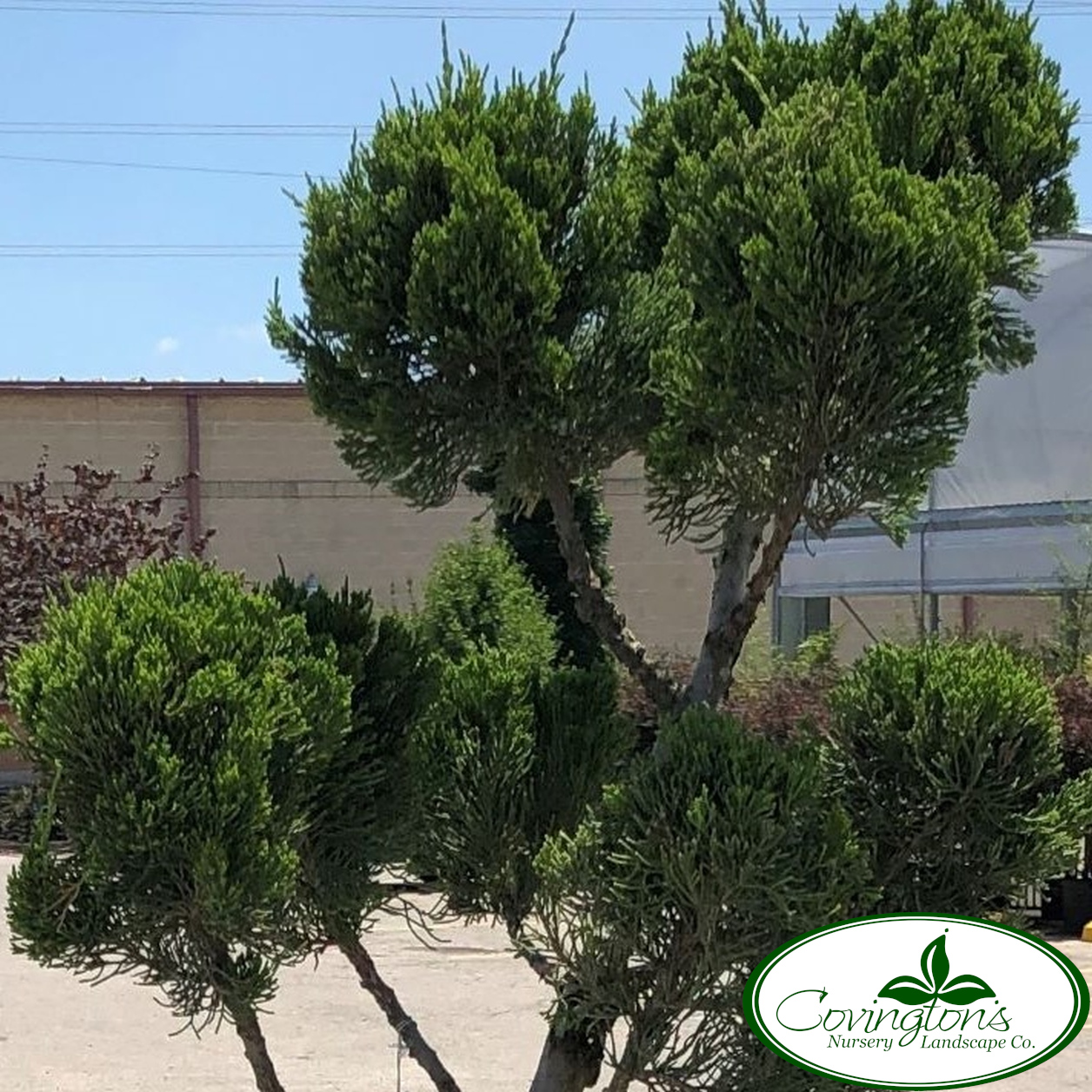 JUNIPER mint julep pompon Covingtons