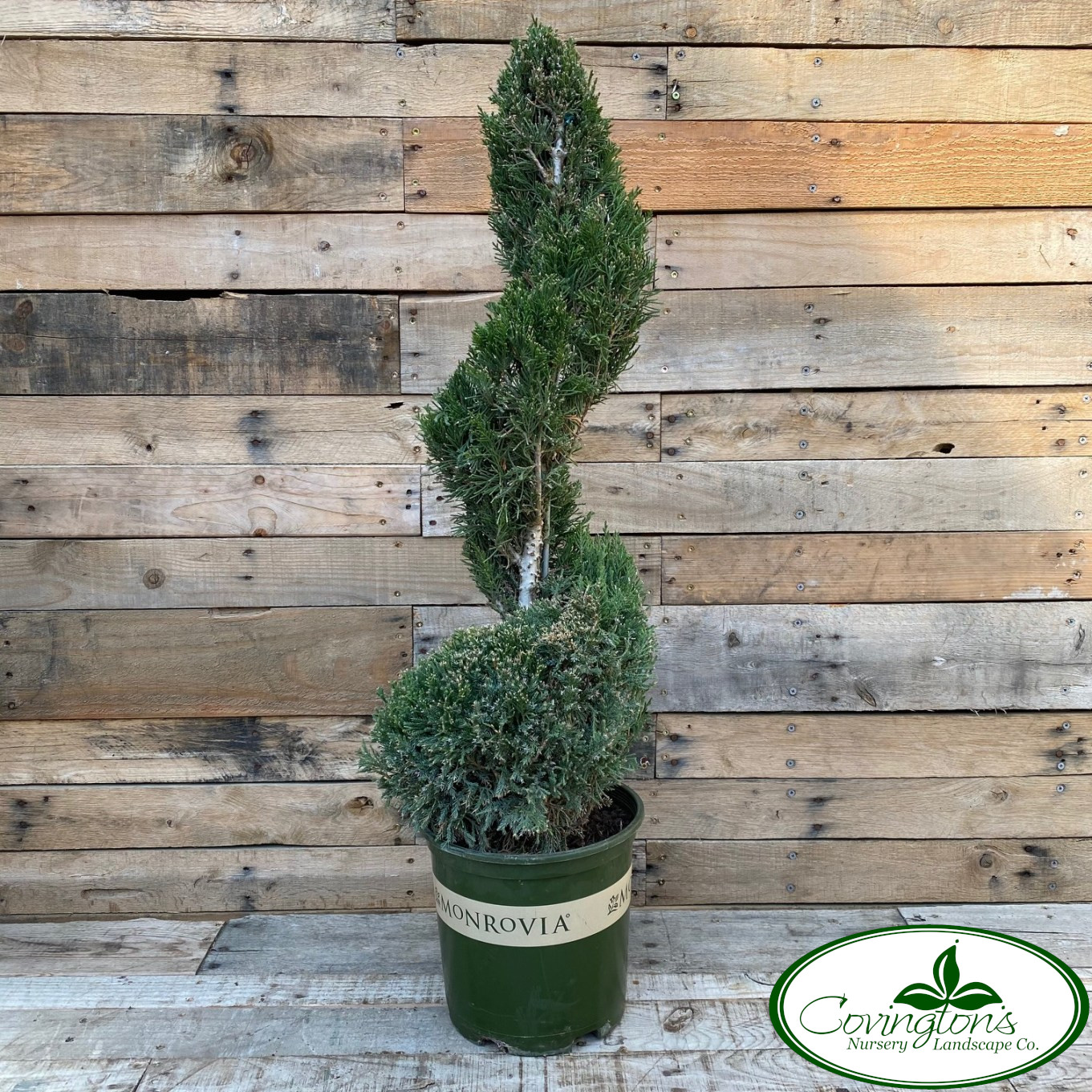 JUNIPER mint julep spiral Covingtons