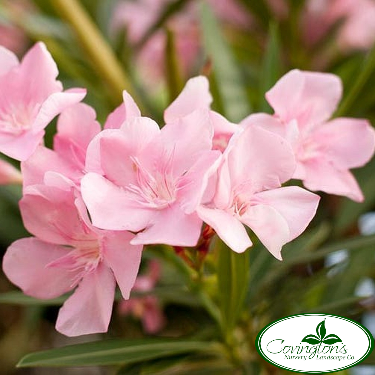 OLEANDER petite pink – Covingtons