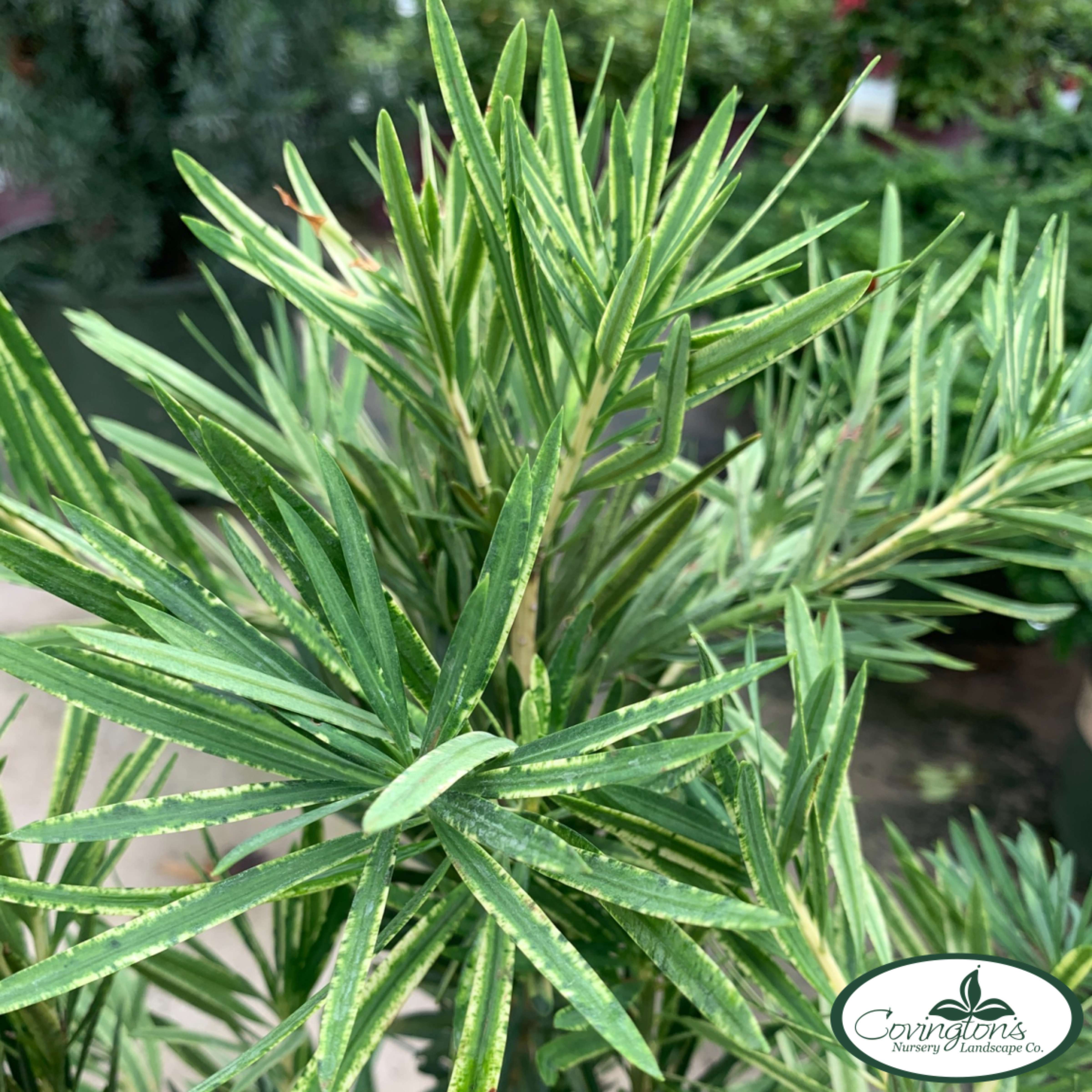 PODOCARPUS roman candle Covingtons