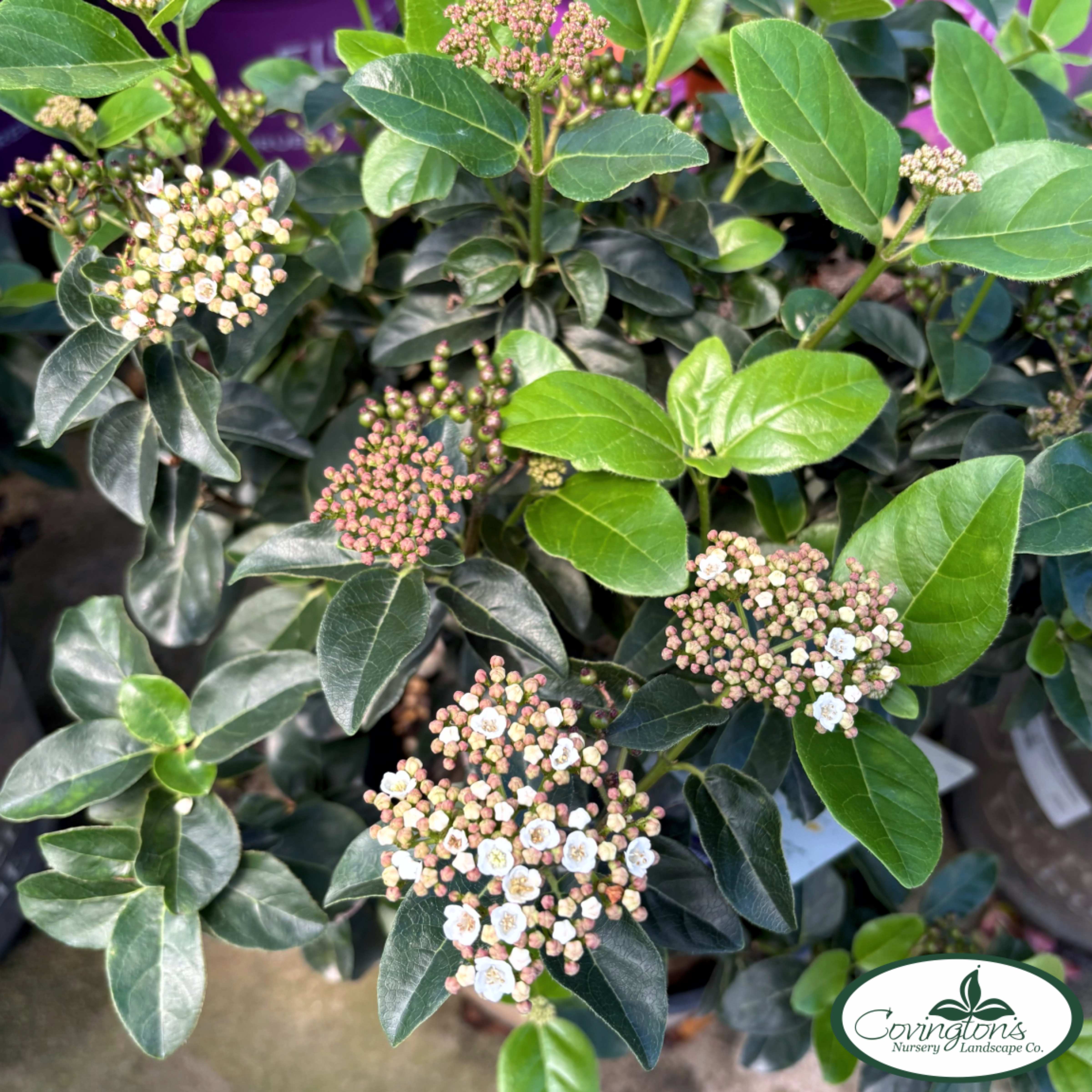VIBURNUM shades of pink Covingtons