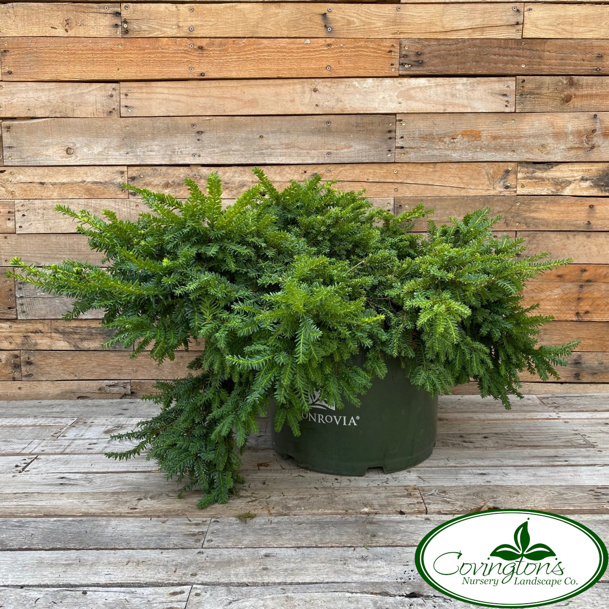 YEW emerald spreader Covingtons