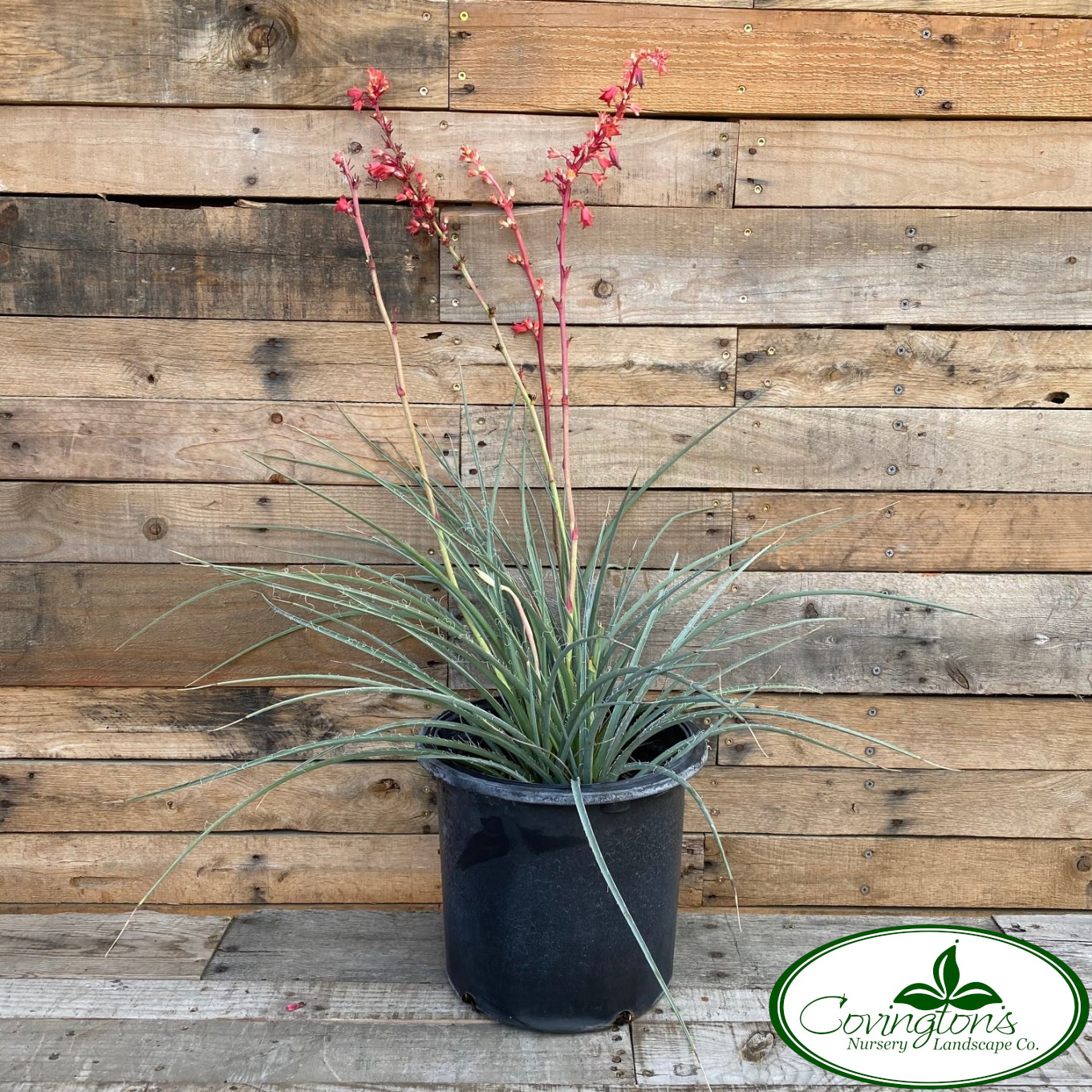 YUCCA brakelights Covingtons