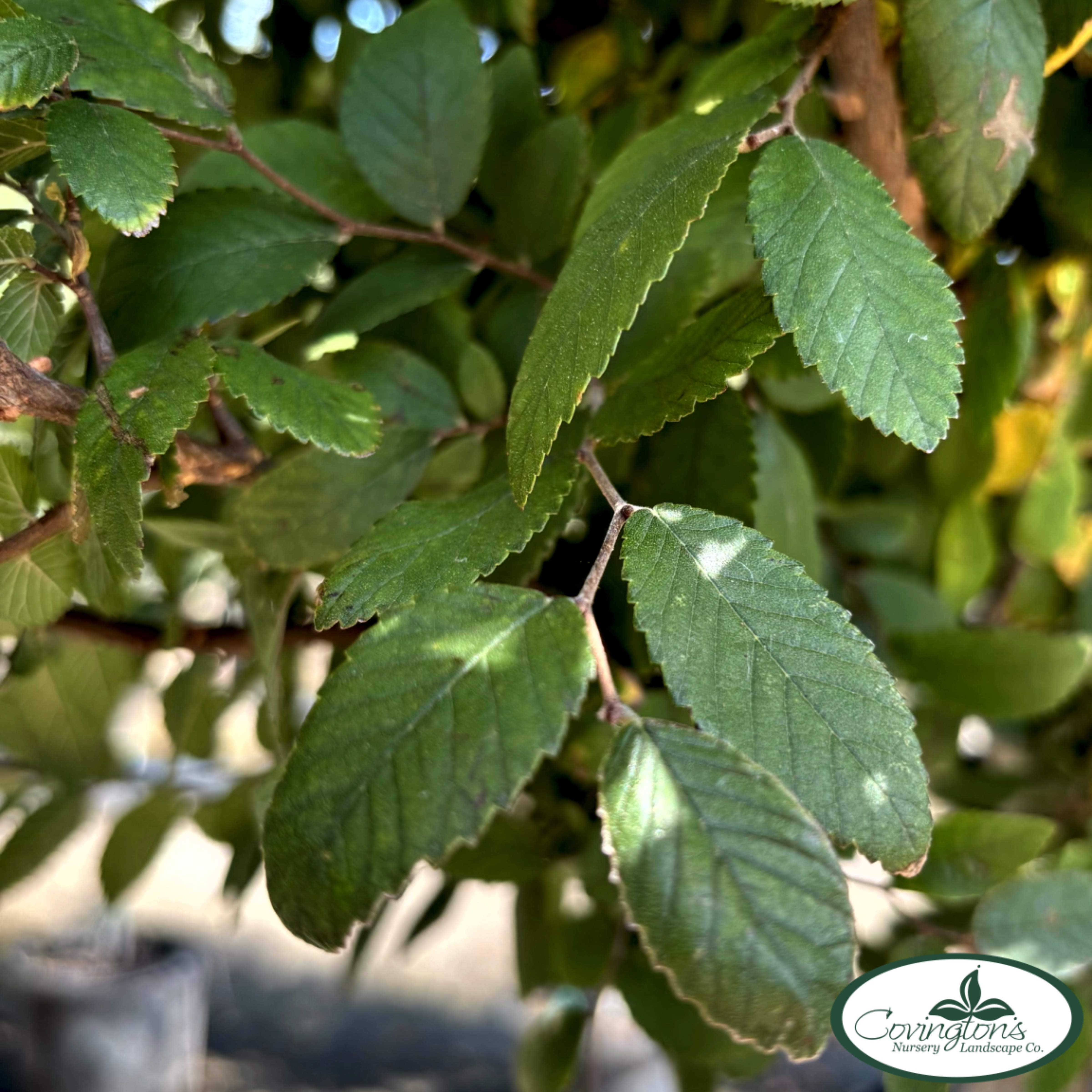 ELM cedar pioneer™ – Covingtons