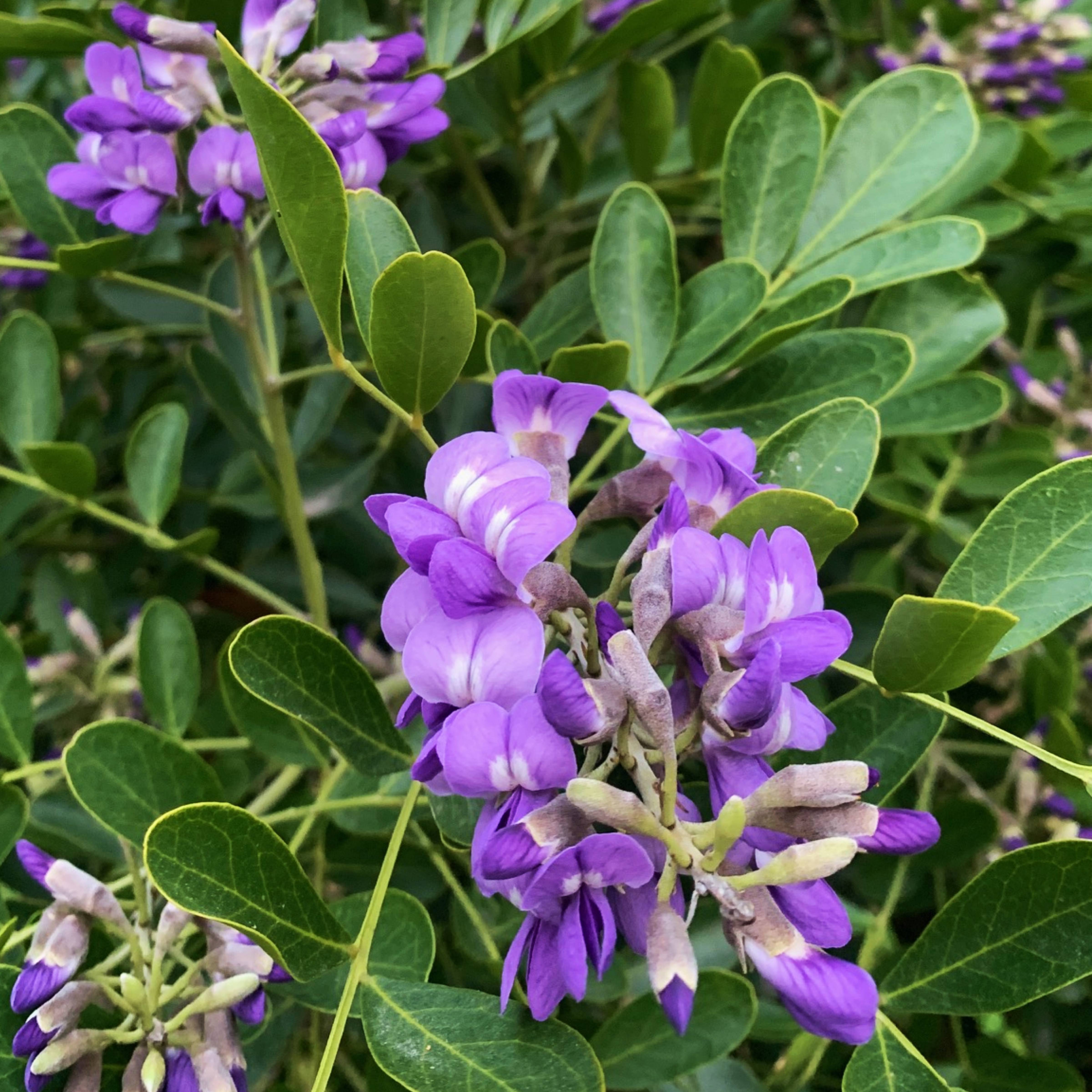 LAUREL texas mountain Covingtons