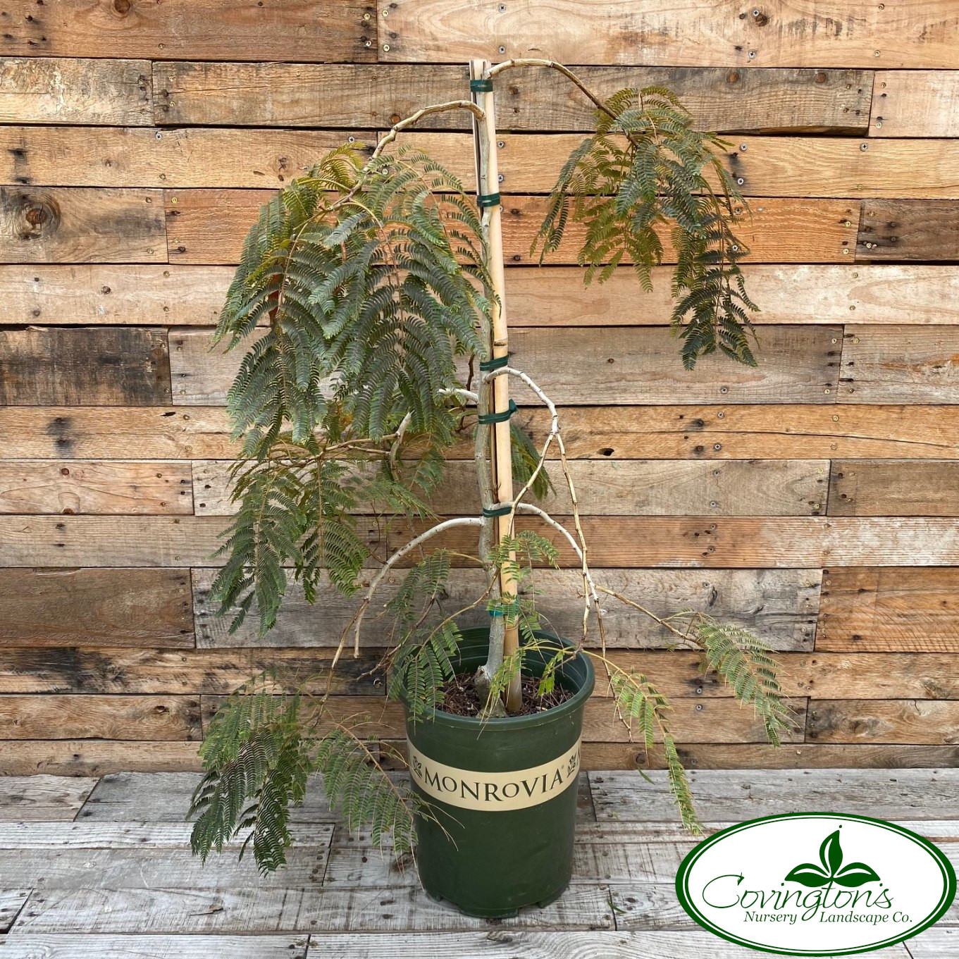 MIMOSA chocolate fountain Covingtons