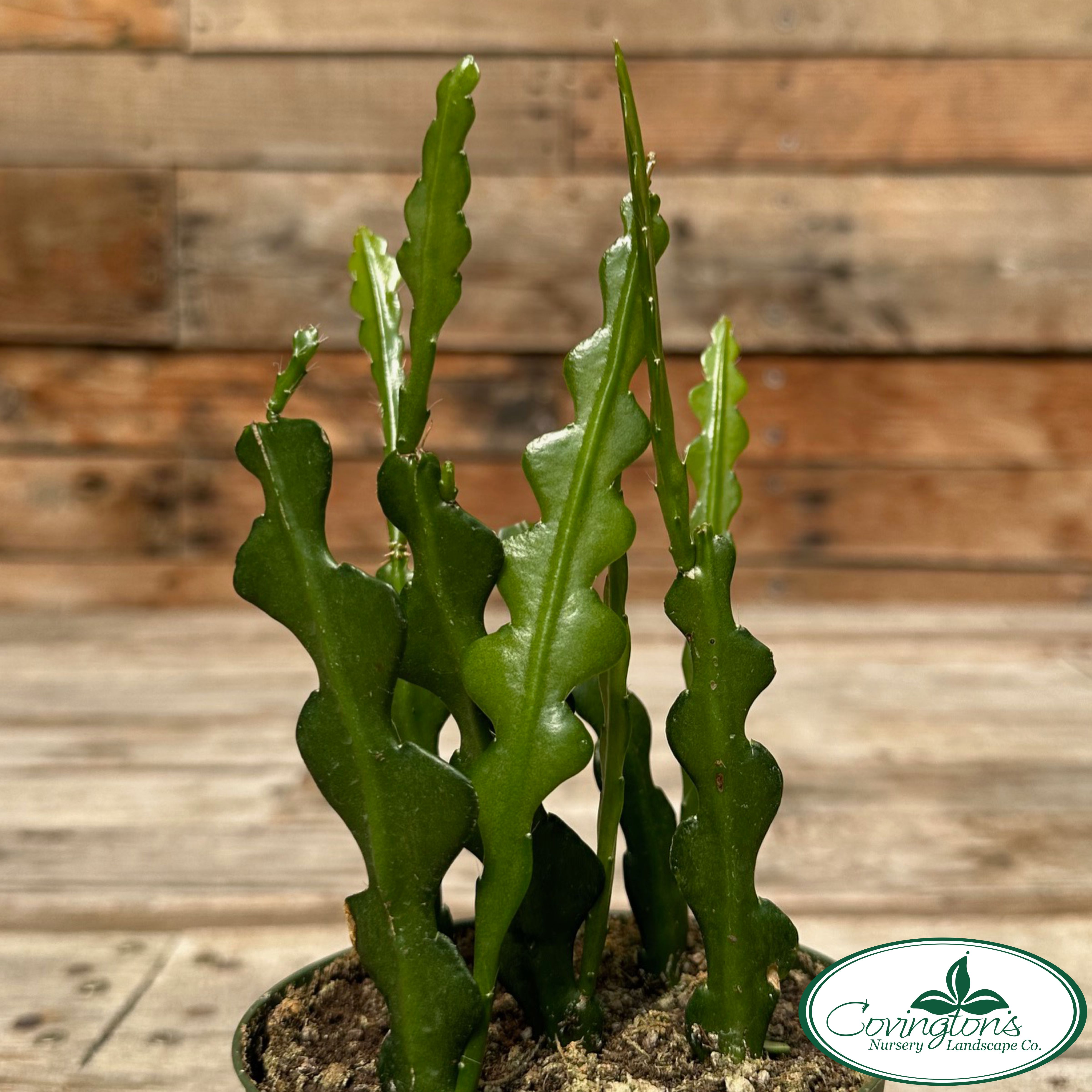 CACTUS ric rac – Covingtons