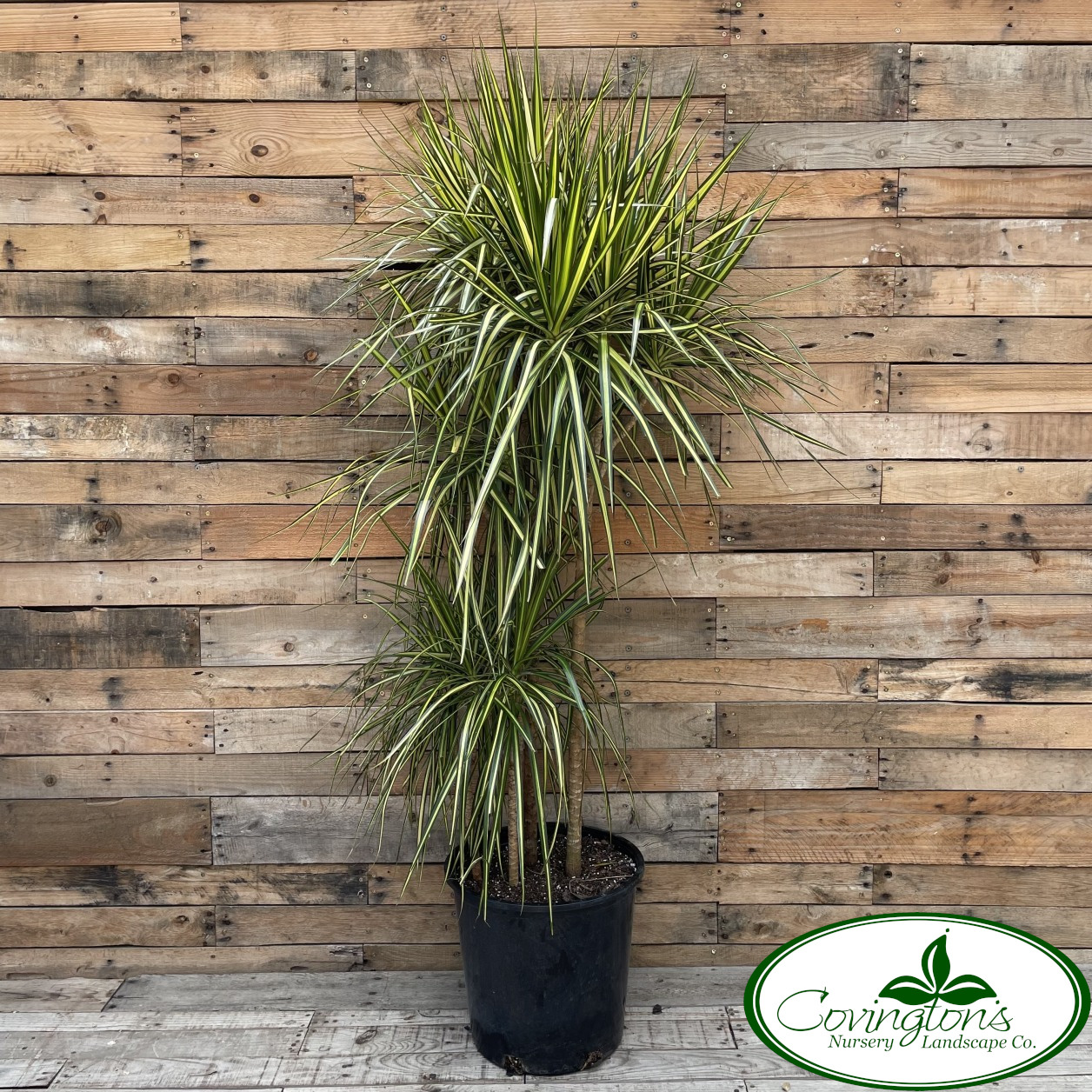 Dracaena Marginata Ray of Sunshine