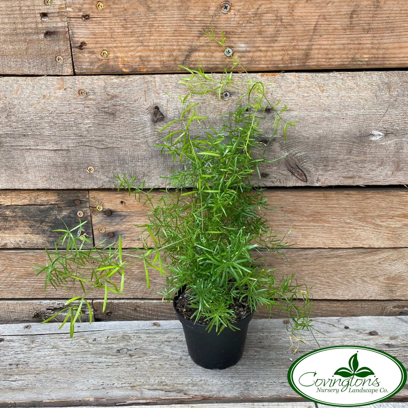 FERN asparagus – Covingtons