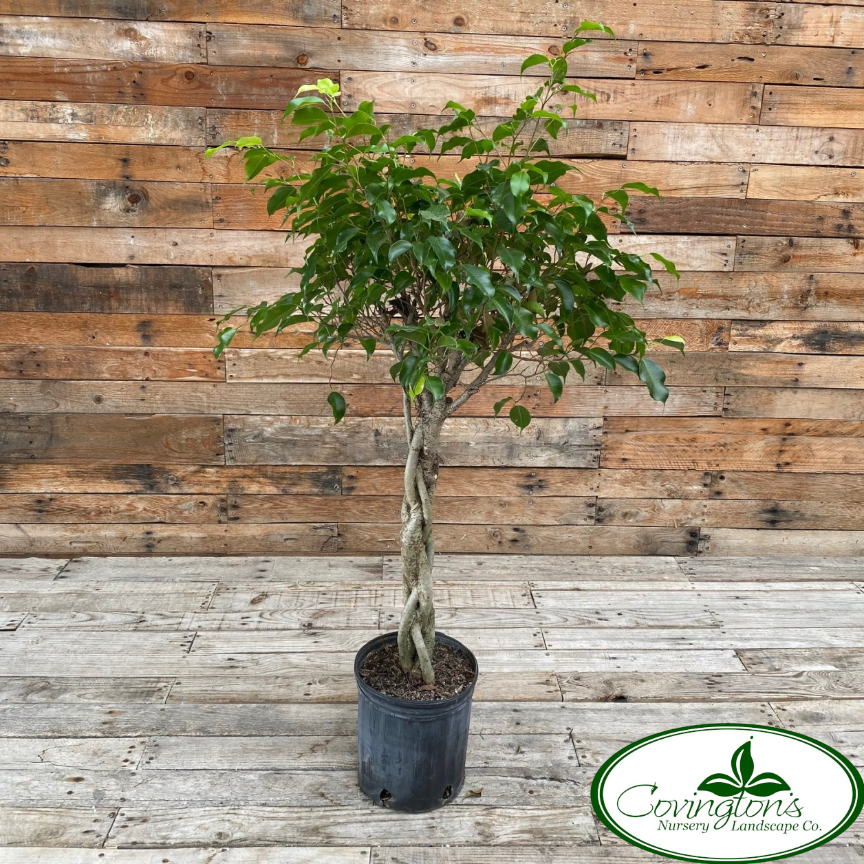 FICUS benjamin – Covingtons