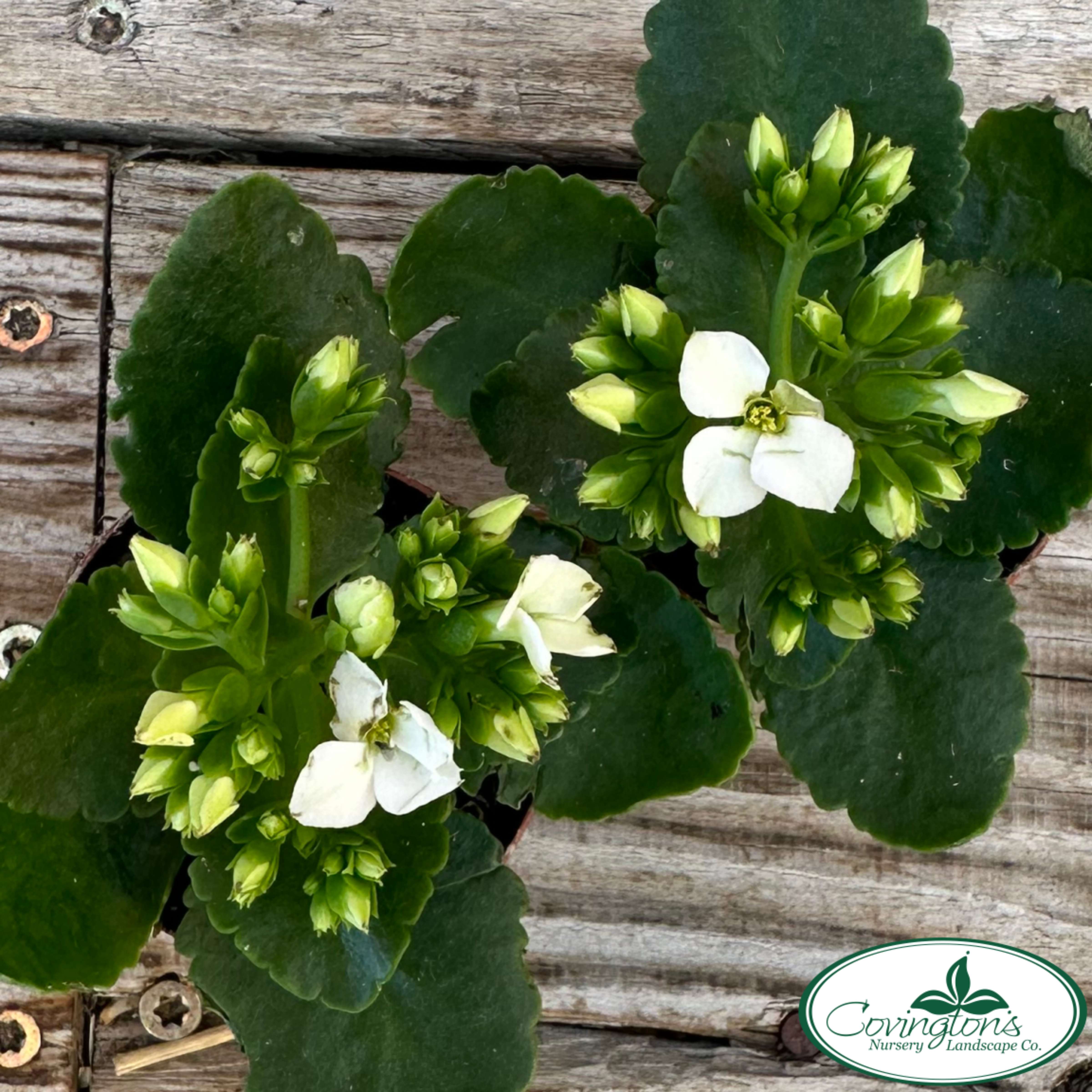 KALANCHOE Covingtons