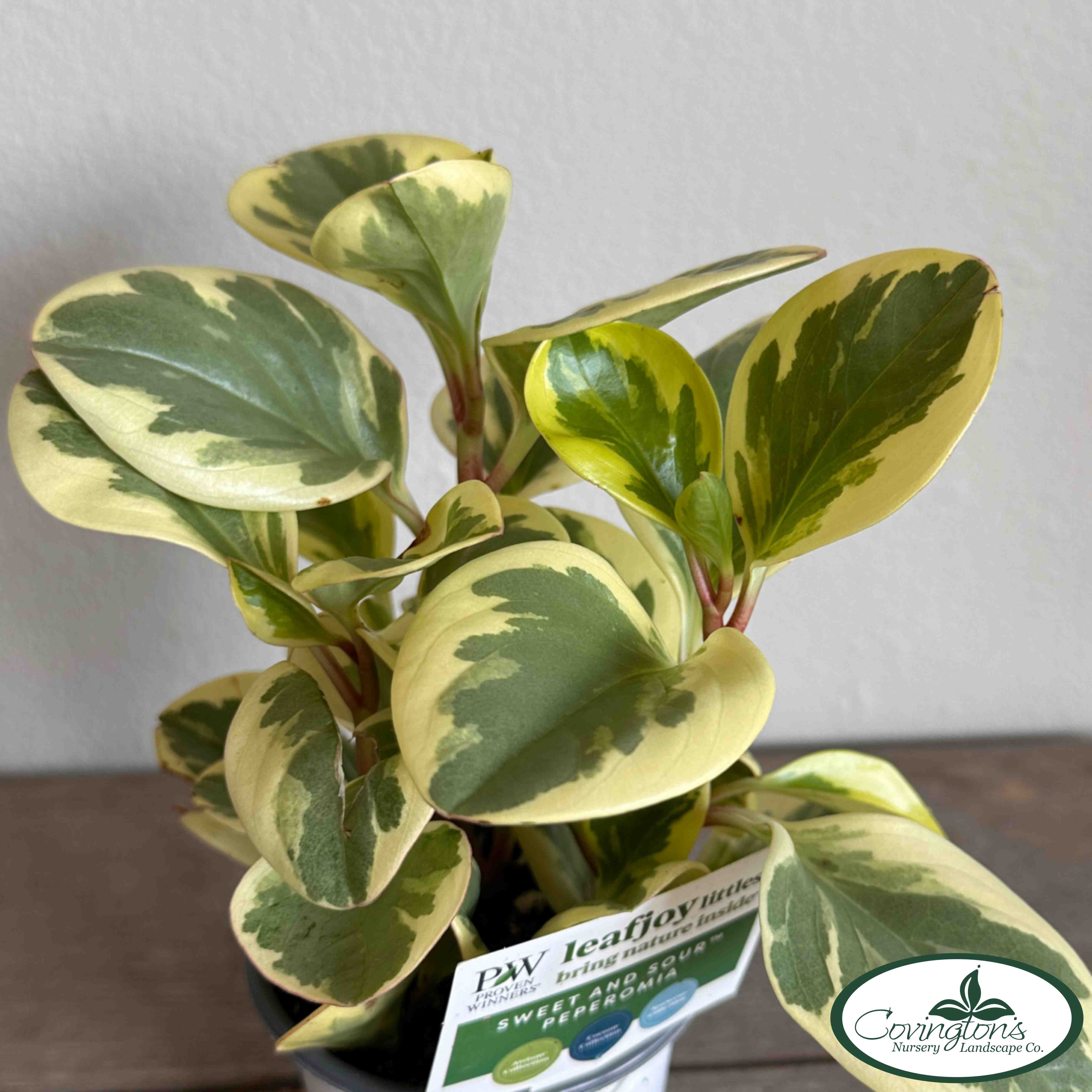 Sweet And Sour Peperomia