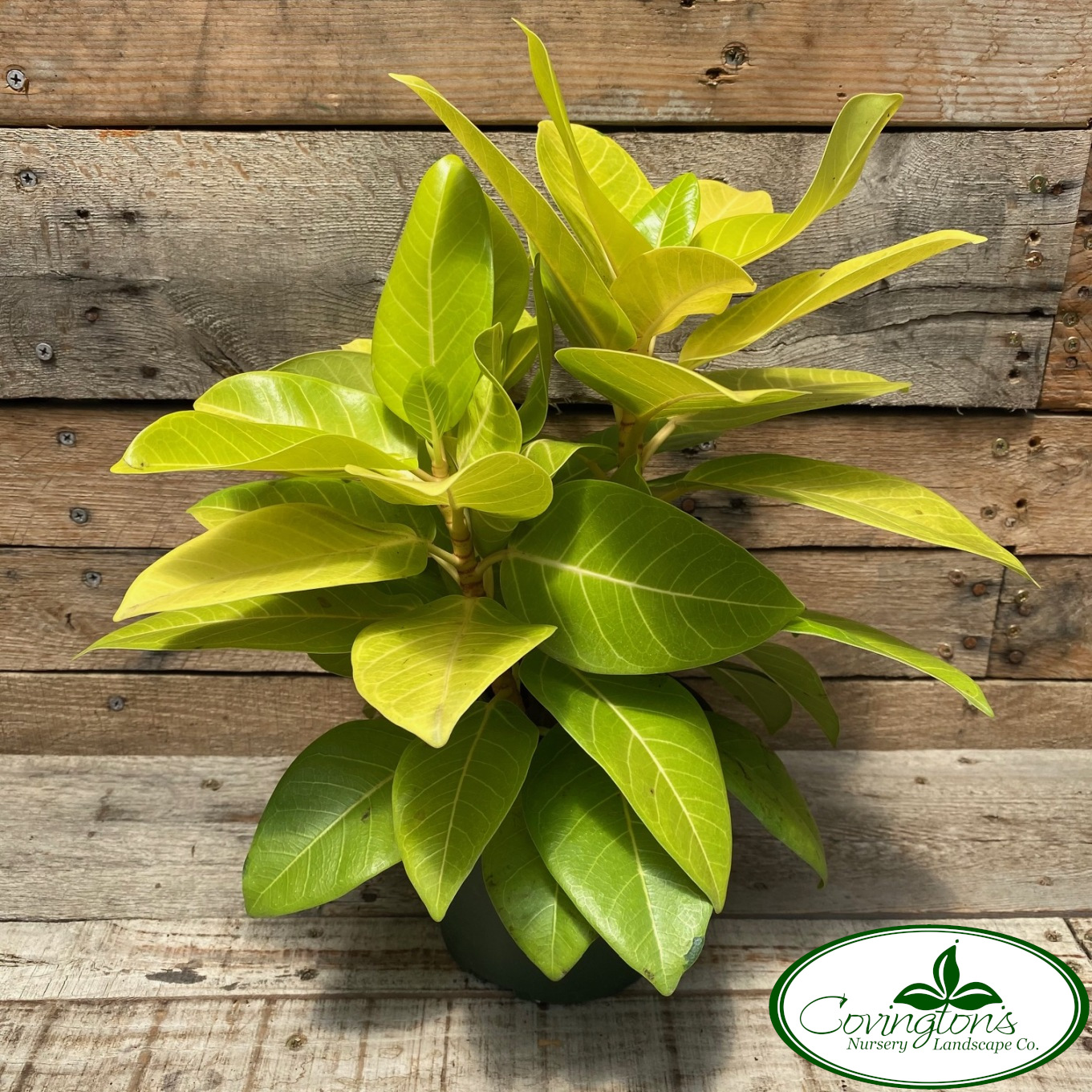 RUBBER TREE lemon lime Covingtons