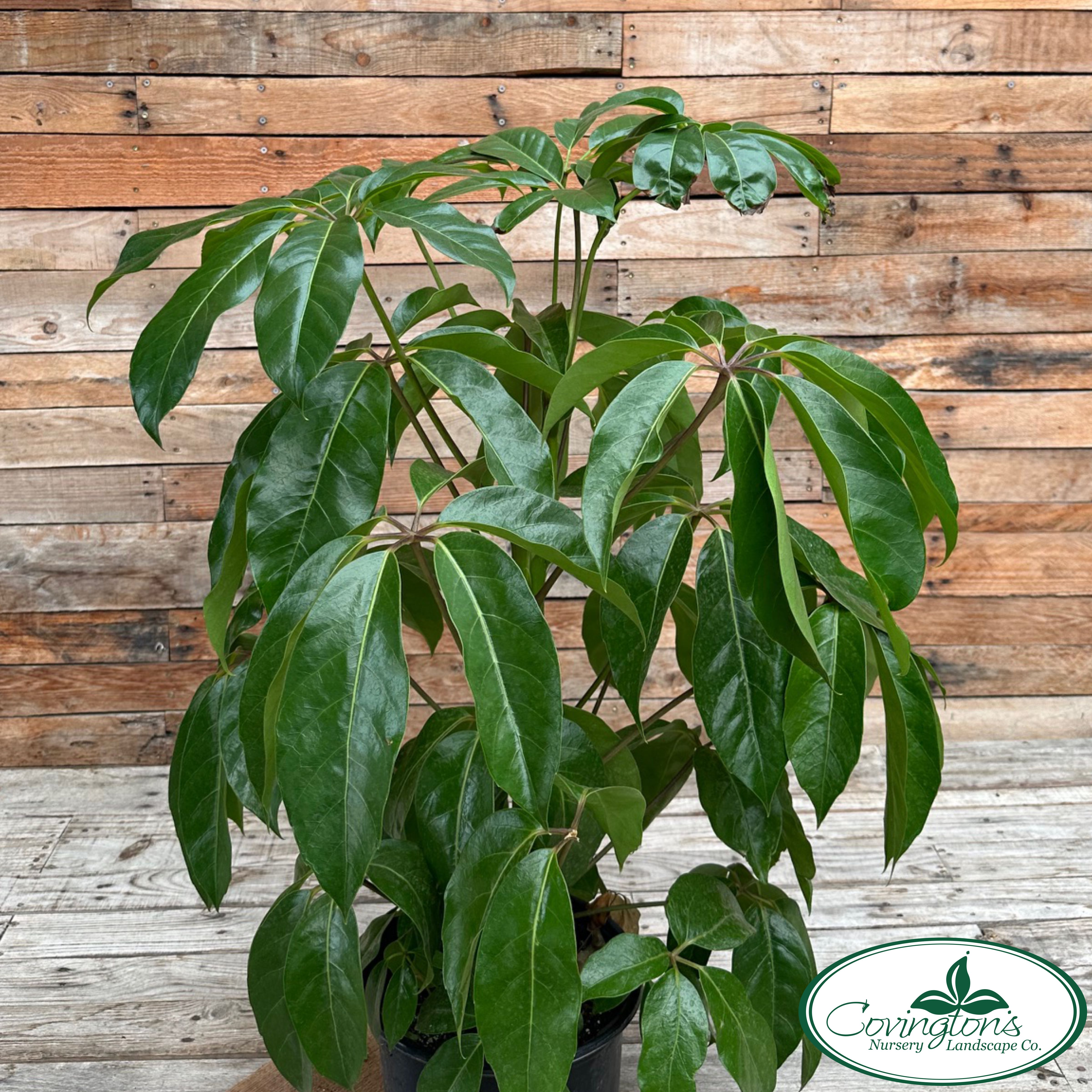 SCHEFFLERA amate – Covingtons