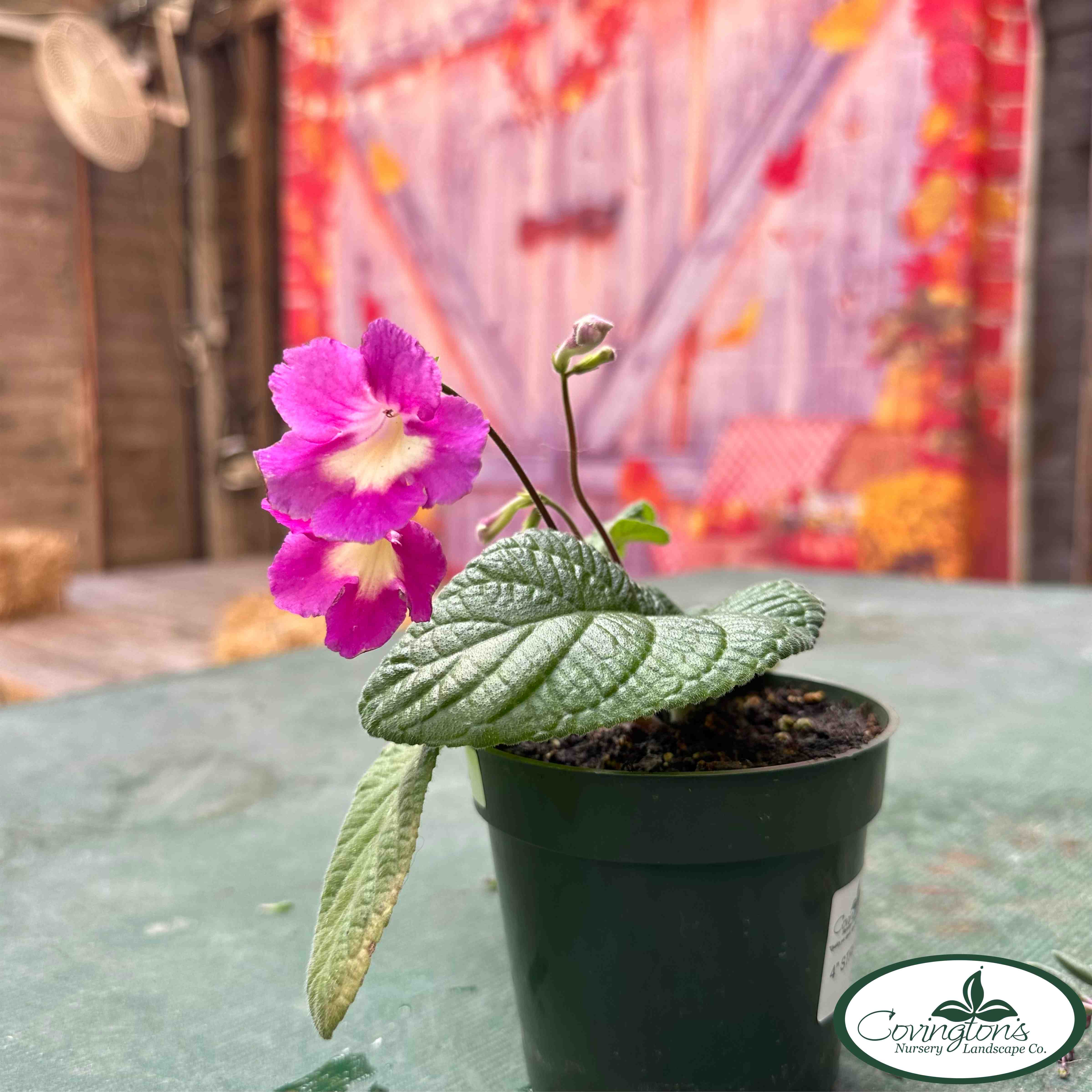 STREPTOCARPUS – Covingtons