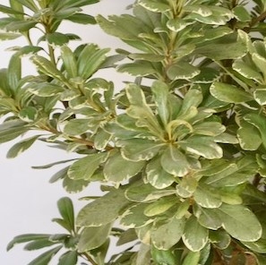 PITTOSPORUM variegated