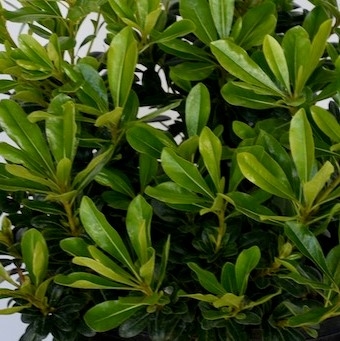 PITTOSPORUM wheelers dwarf