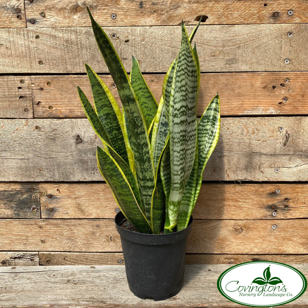 SANSEVIERIA laurentii