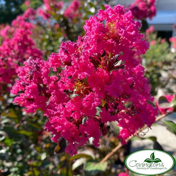CRAPE MYRTLE pink velour