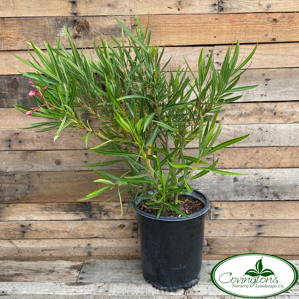 OLEANDER little red